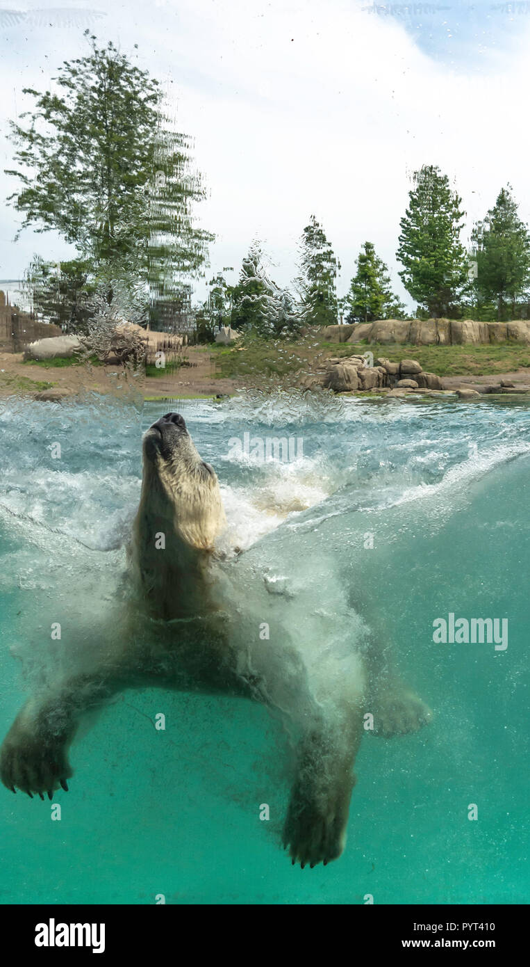 Eisbär (Ursus maritimus) spielen - springen in Wasser. Eisbären sind ausgezeichnete Schwimmer und oft Schwimmen für Tage. Sie können Schwimmen unter Wasser Stockfoto