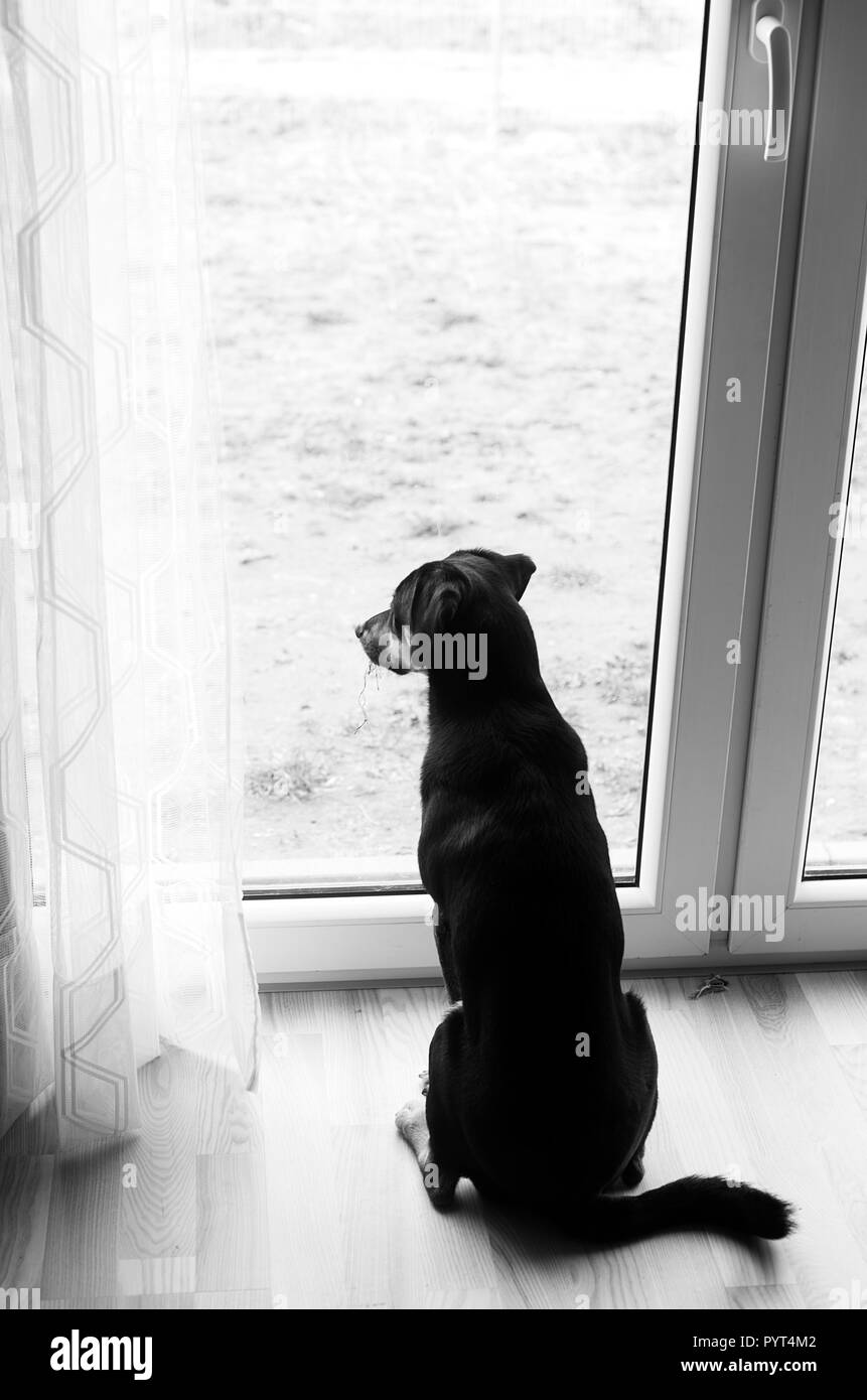 Schwarzer Mischling junger Hund sitzt vor einem Fenster außerhalb der Suche Stockfoto