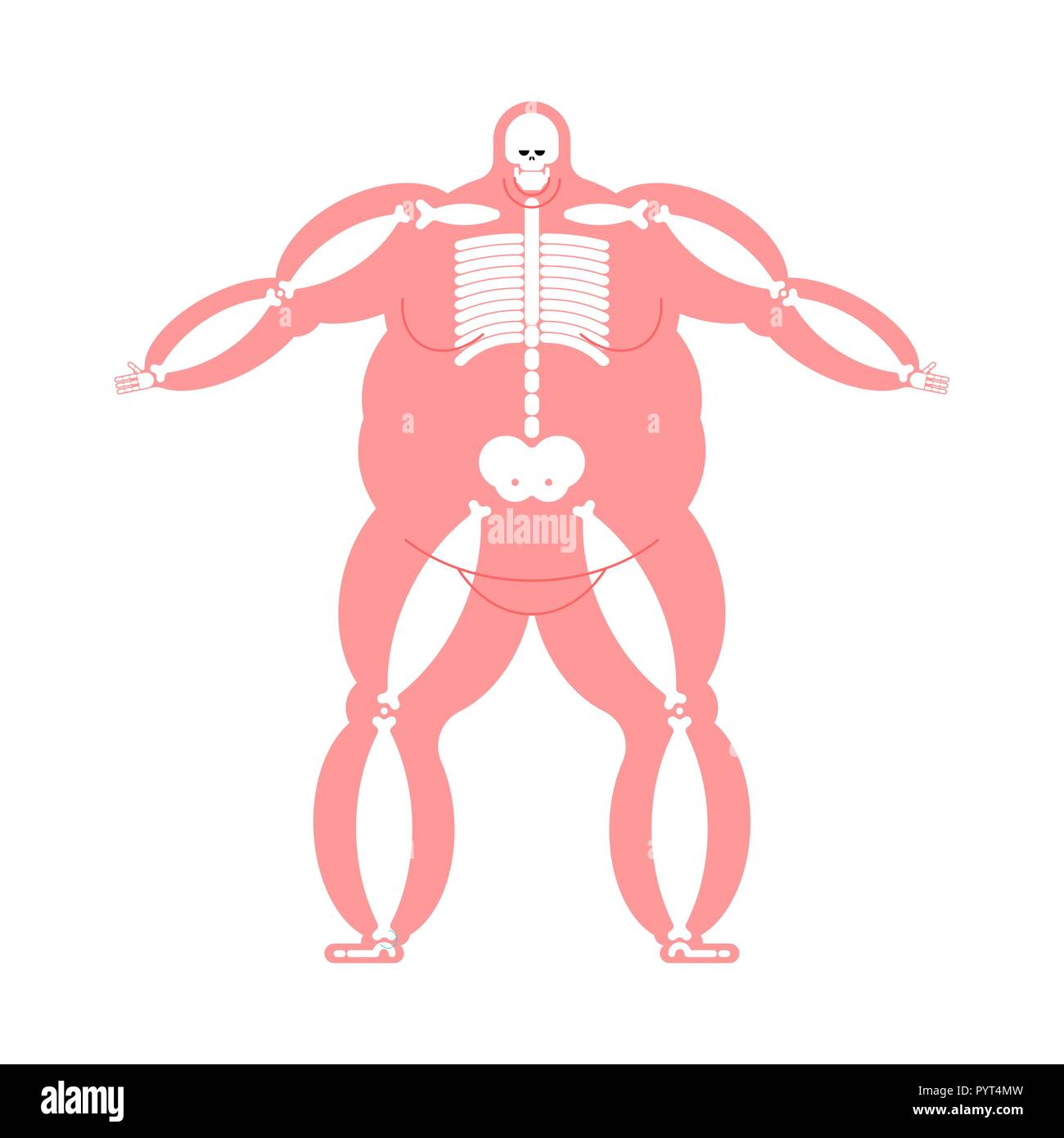 Fett Körper Anatomie Skelett. Wide Bone. Fat Man Skelettsystem Vector