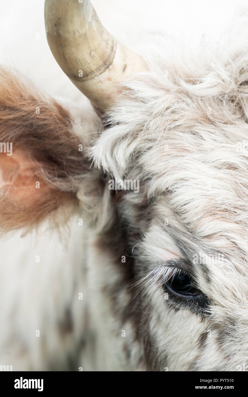 In der Nähe von Auge ein chillingham Kuhmilch, die einzige Rasse der wild lebenden Rinder in England, Northumberland Stockfoto