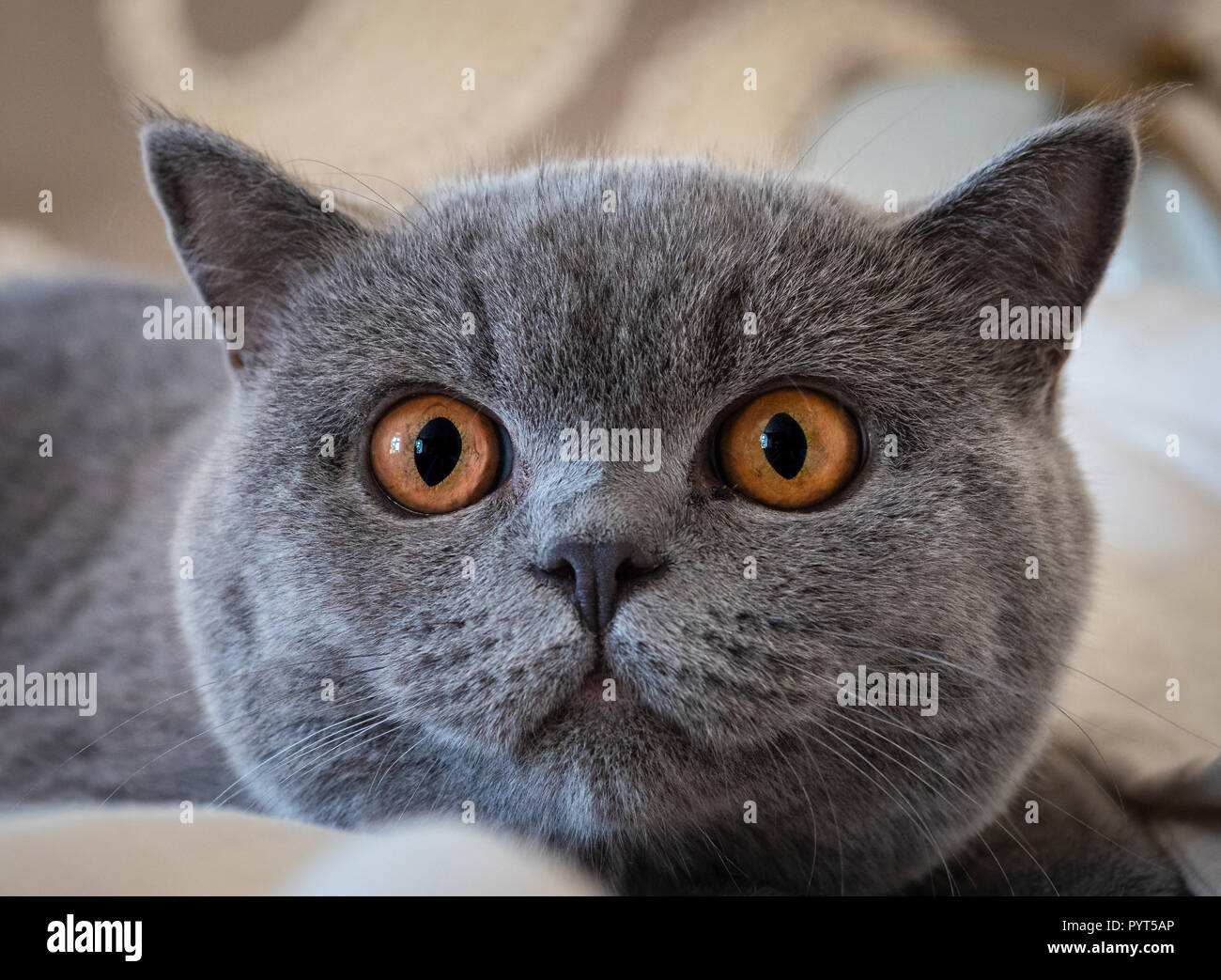 British Blue Shorthair Kitten weiblich Close-up auf der Jagd. Stockfoto