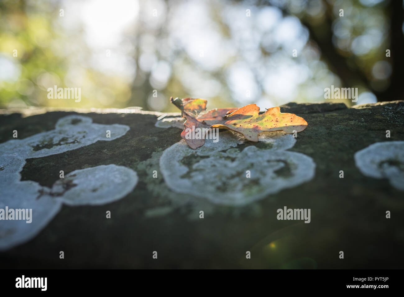 Eichenlaub in Teil Sonne auf alte Mauer Stockfoto