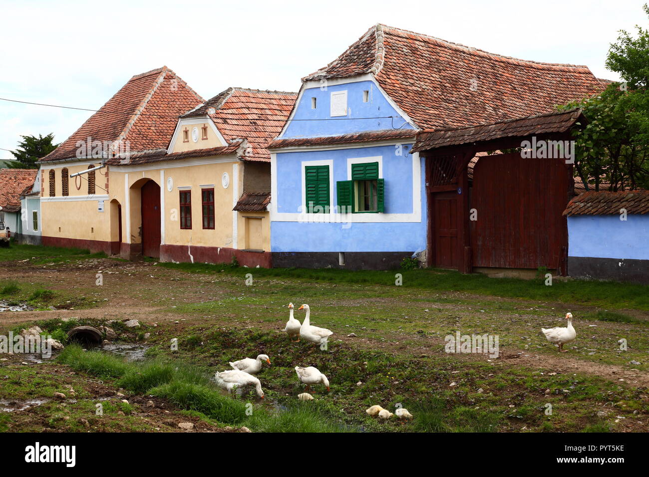 Häuser im traditionellen Stil im sächsischen Dorf Viscri in Siebenbürgen, Rumänien Stockfoto