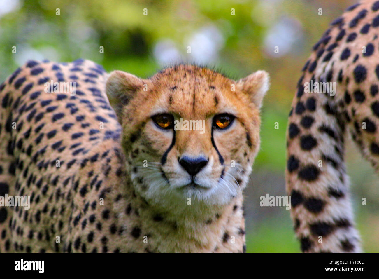 Cheetah schaut in die Kamera. Schöne Portrait von Gepard. Lateinischer Name ist Acinonyx jubatus. Stockfoto