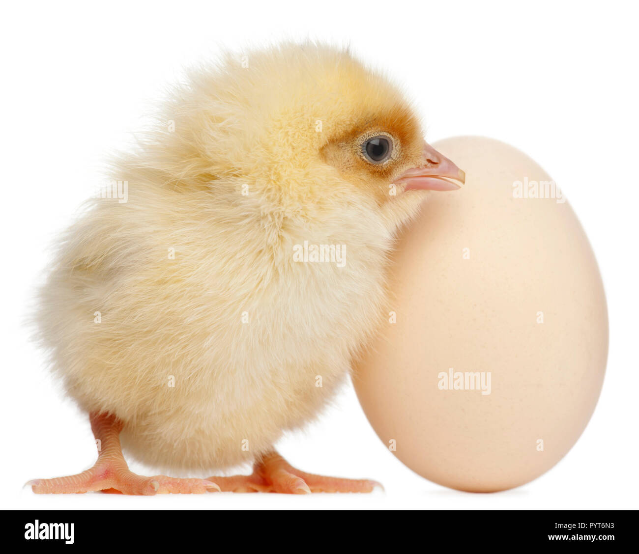 Küken mit Ei, 2 Tage alt, vor weißem Hintergrund Stockfoto