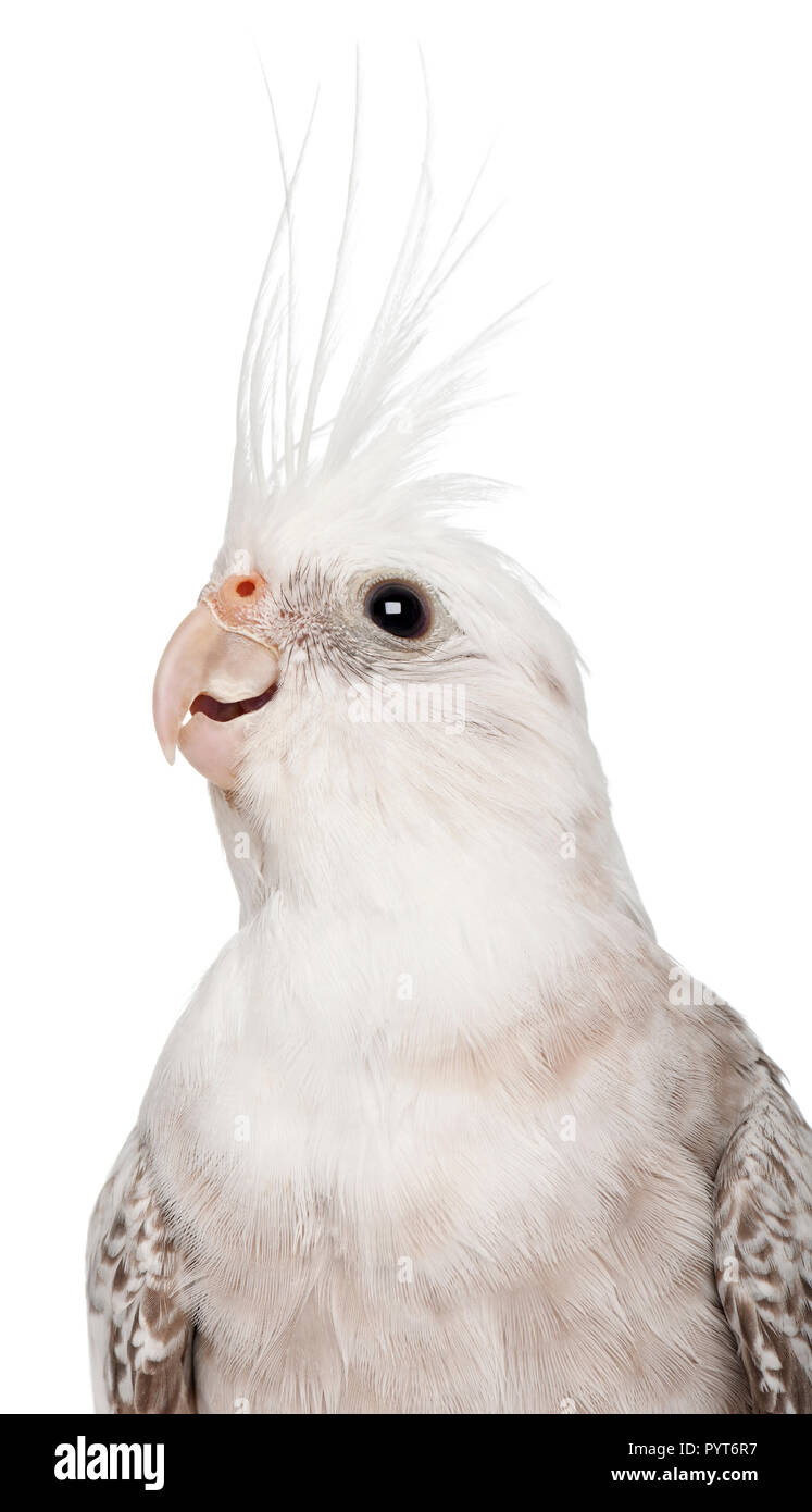 Weiblichen Nymphensittich, Nymphicus hollandicus, vor weißem Hintergrund Stockfoto