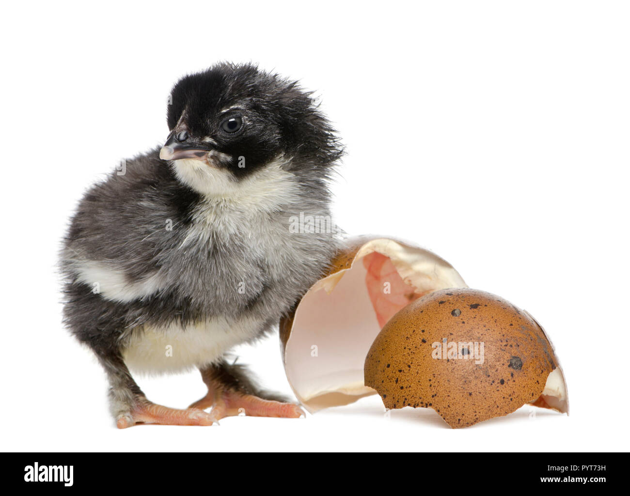 Marans Küken, 15 Stunden alt, neben dem Ei, aus dem er sich gegen die weißen Hintergrund schraffiert Stockfoto