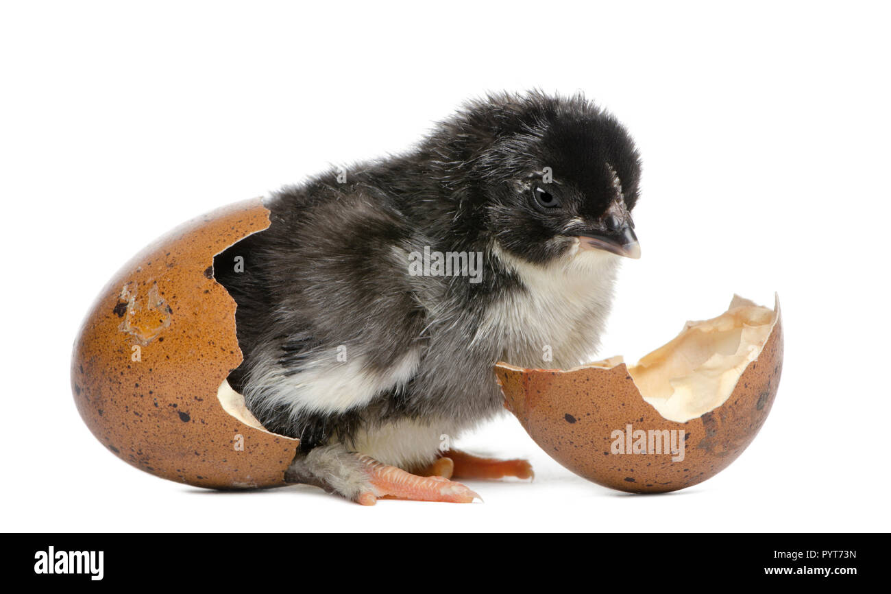 Marans Küken, 15 Stunden alt, stehend im Ei, aus dem er sich gegen die weißen Hintergrund schraffiert Stockfoto