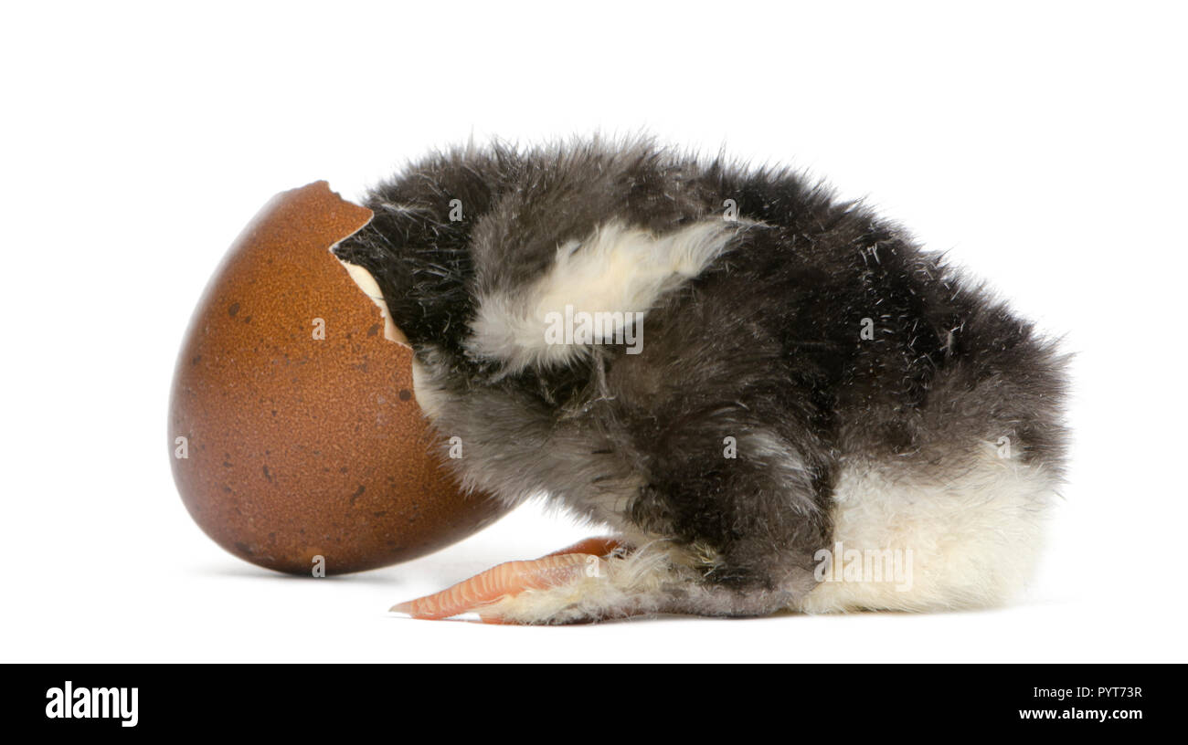 Marans Küken, 15 Stunden alt, Suchen im Ei, aus dem er sich gegen die weißen Hintergrund schraffiert Stockfoto