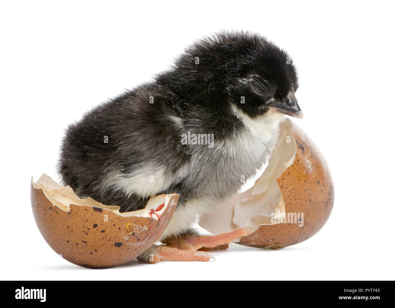 Marans Küken, 15 Stunden alt, neben dem Ei, aus dem er sich gegen die weißen Hintergrund schraffiert Stockfoto