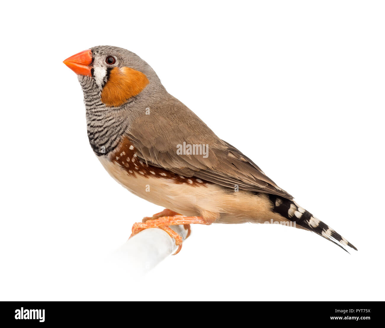 Zebra Finch, Taeniopygia guttata, vor weißem Hintergrund Stockfoto
