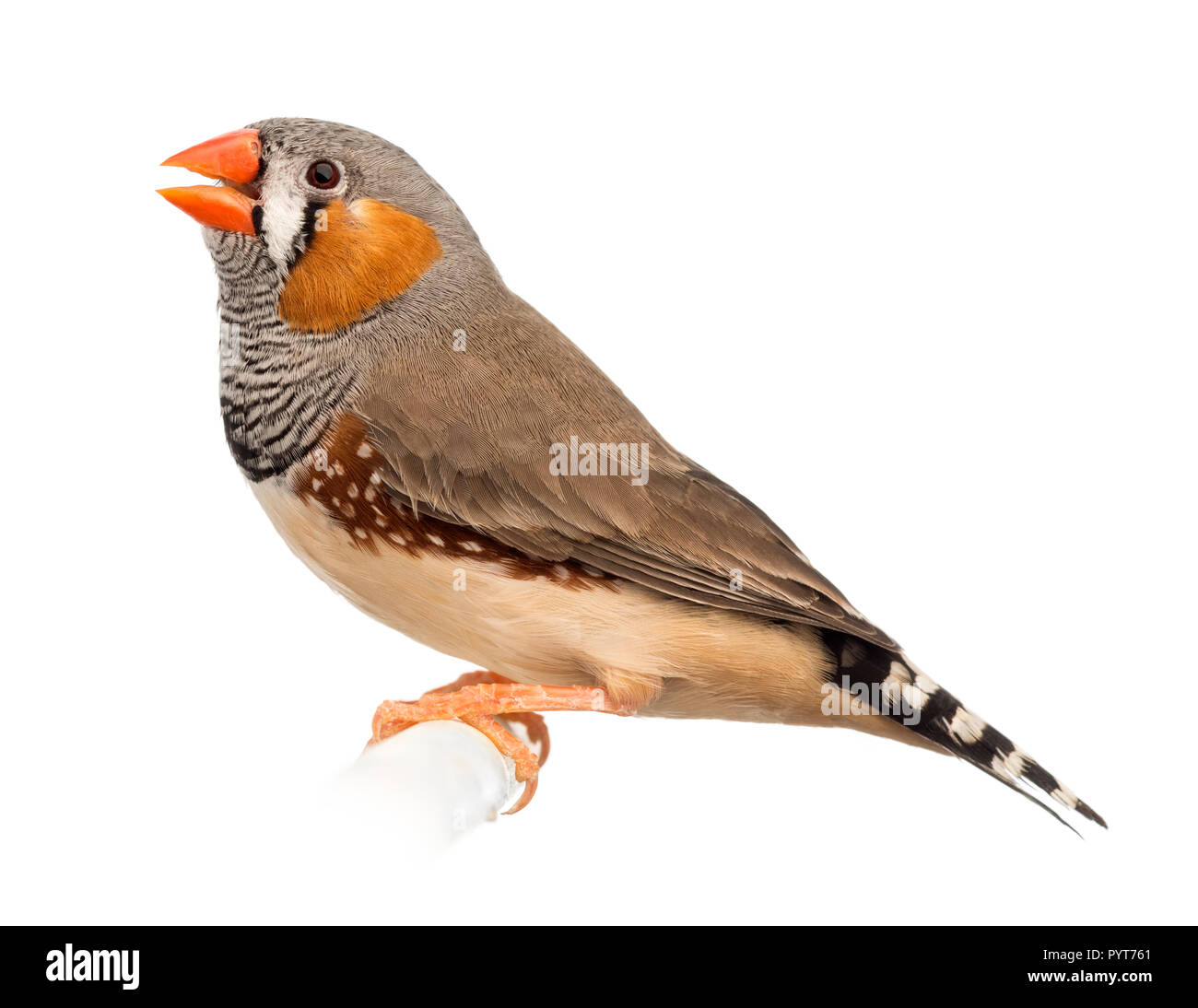 Zebra Finch, Taeniopygia guttata, vor weißem Hintergrund Stockfoto