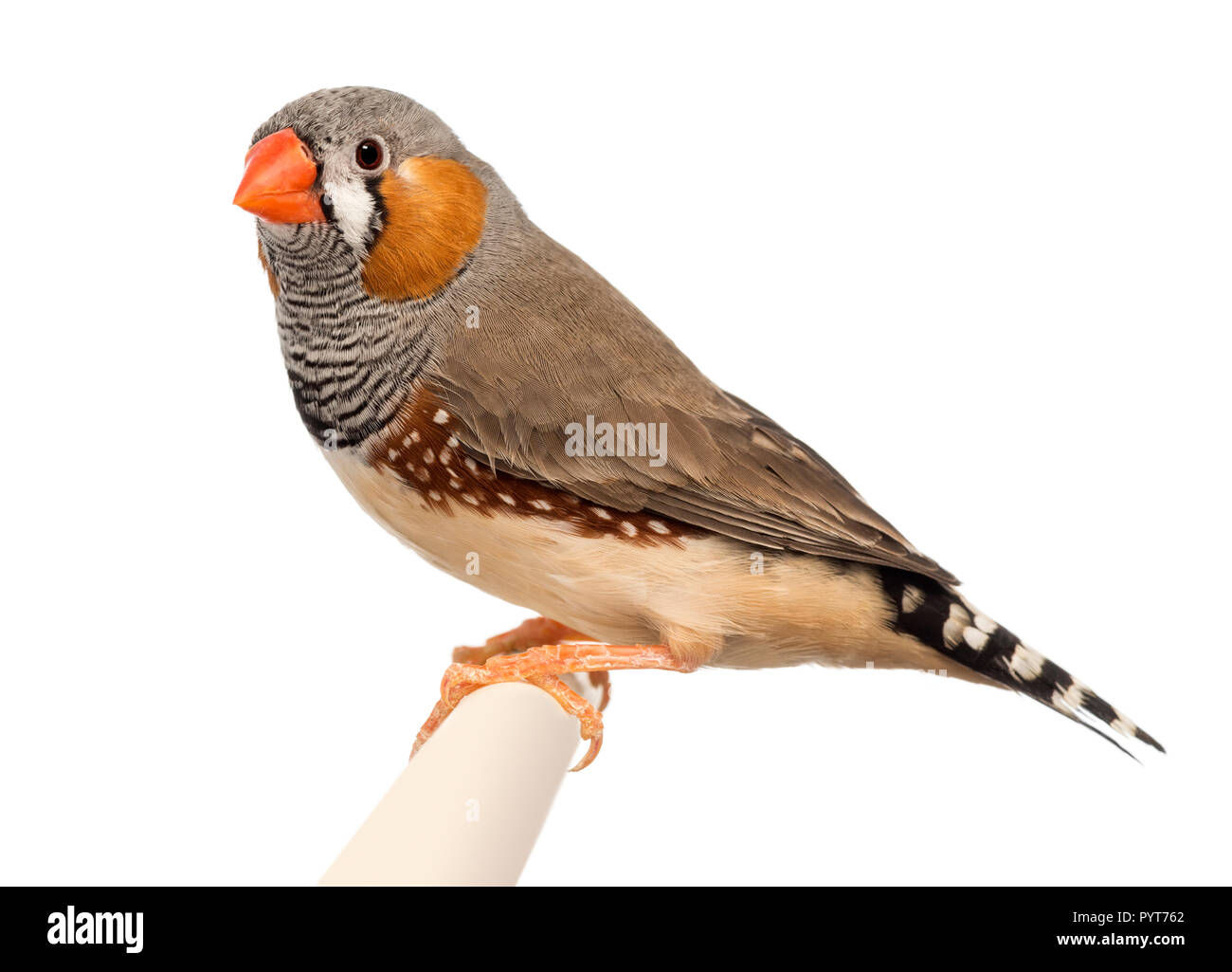 Zebra Finch, Taeniopygia guttata, vor weißem Hintergrund Stockfoto