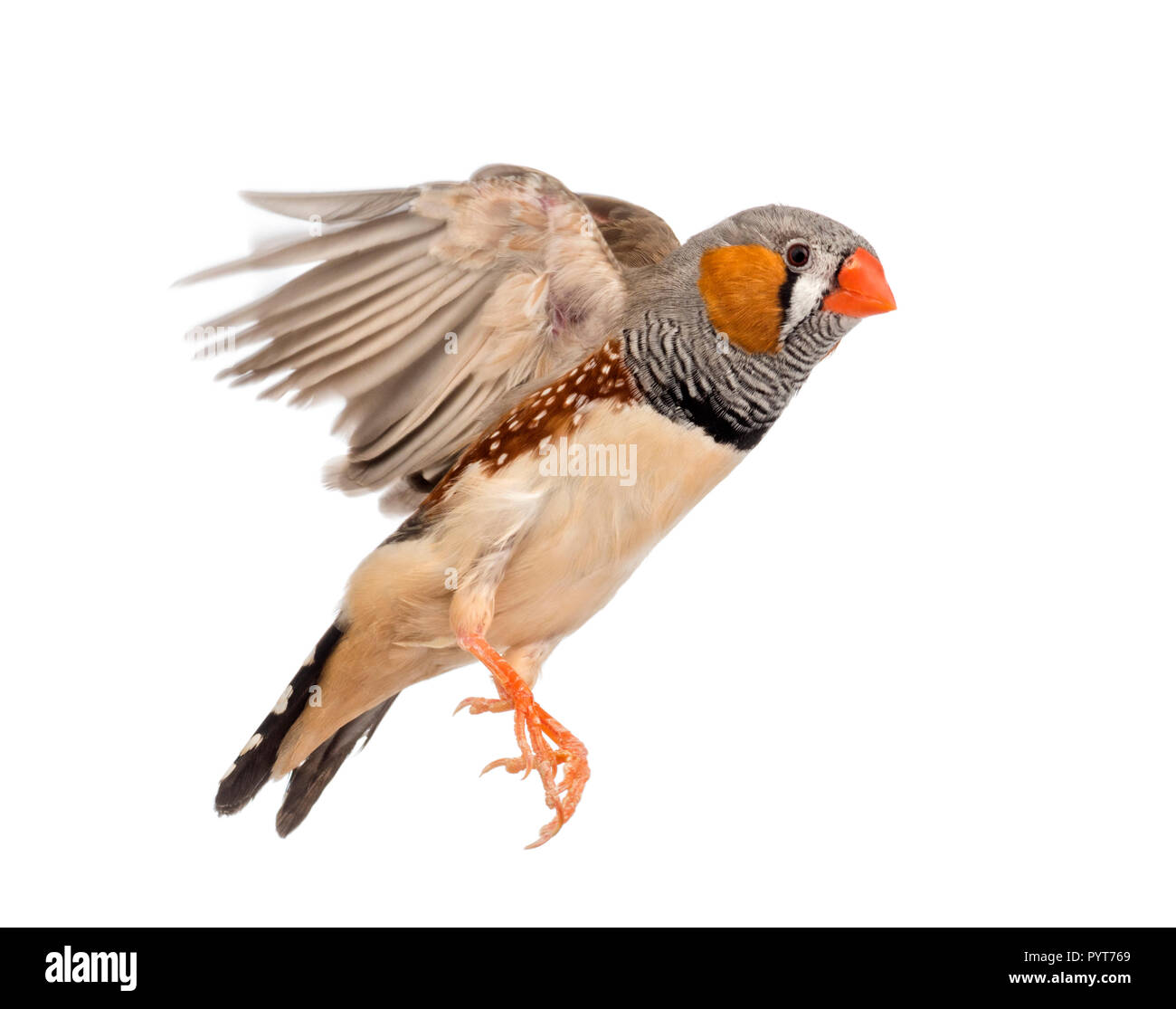Zebra Finch fliegen, Taeniopygia guttata, vor weißem Hintergrund Stockfoto
