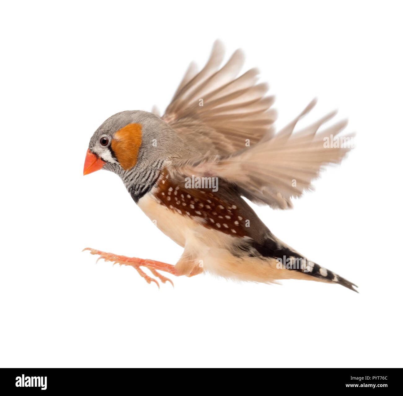 Zebra Finch fliegen, Taeniopygia guttata, vor weißem Hintergrund Stockfoto