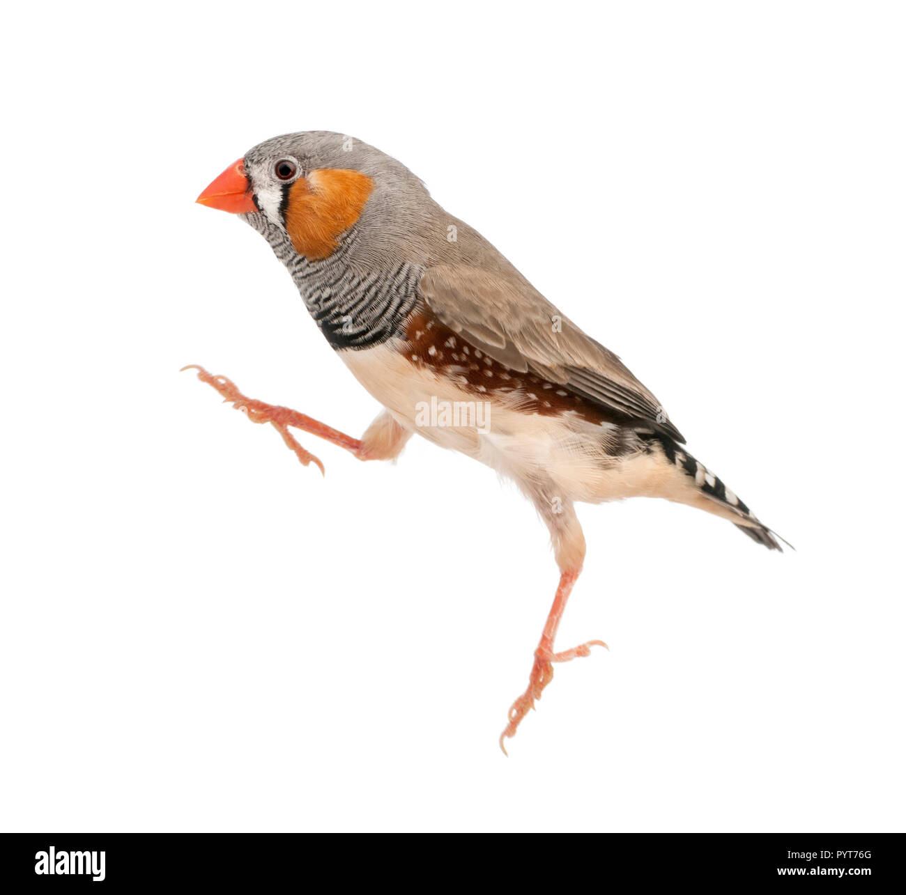 Zebra Finch springen, Taeniopygia guttata, vor weißem Hintergrund Stockfoto