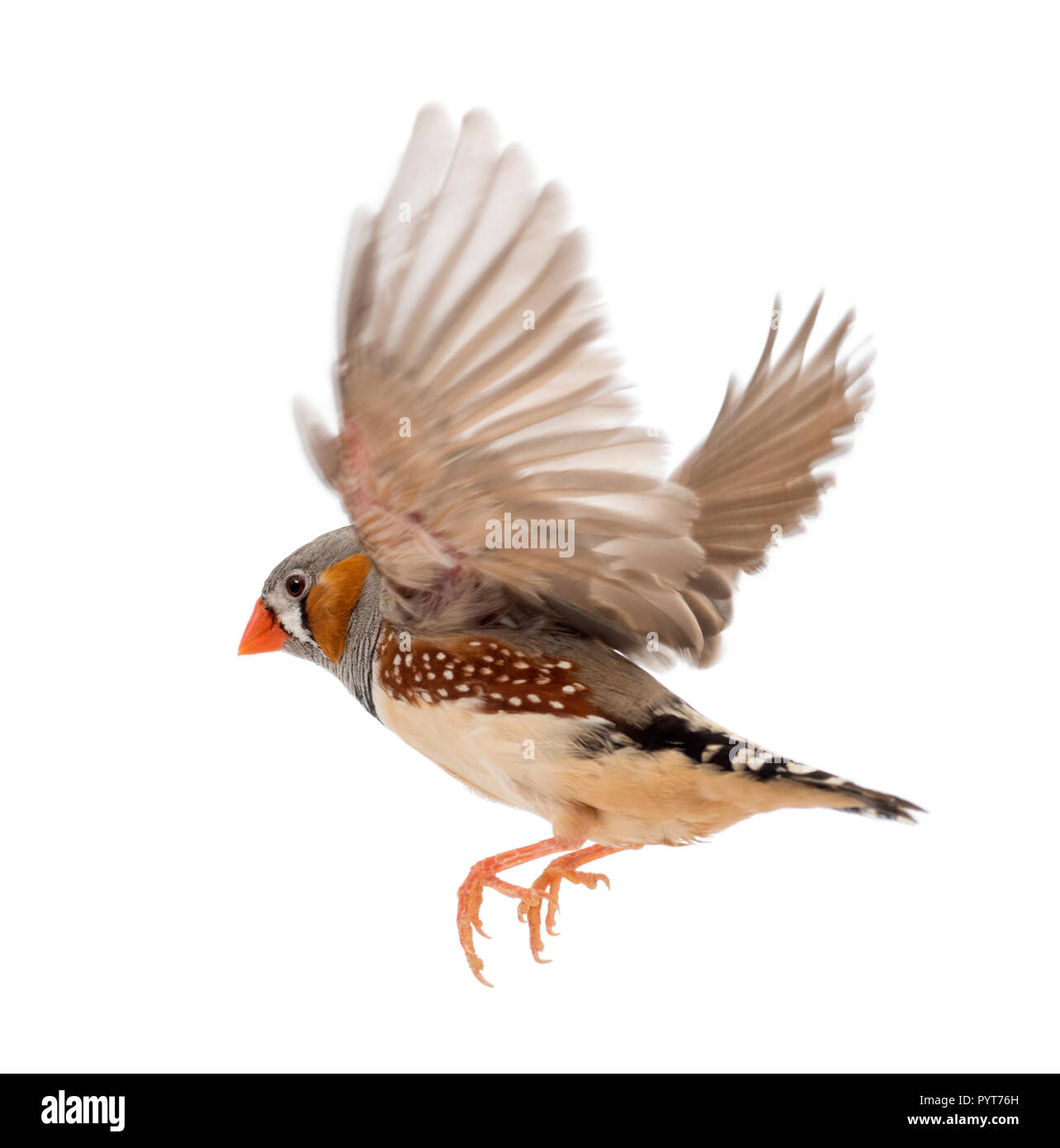 Zebra Finch fliegen, Taeniopygia guttata, vor weißem Hintergrund Stockfoto