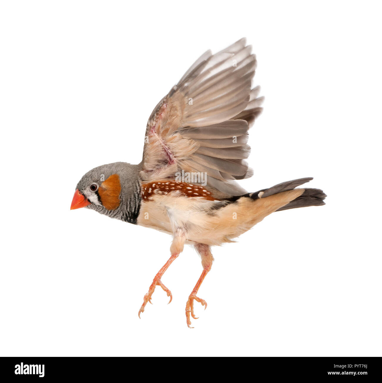 Zebra Finch fliegen, Taeniopygia guttata, vor weißem Hintergrund Stockfoto