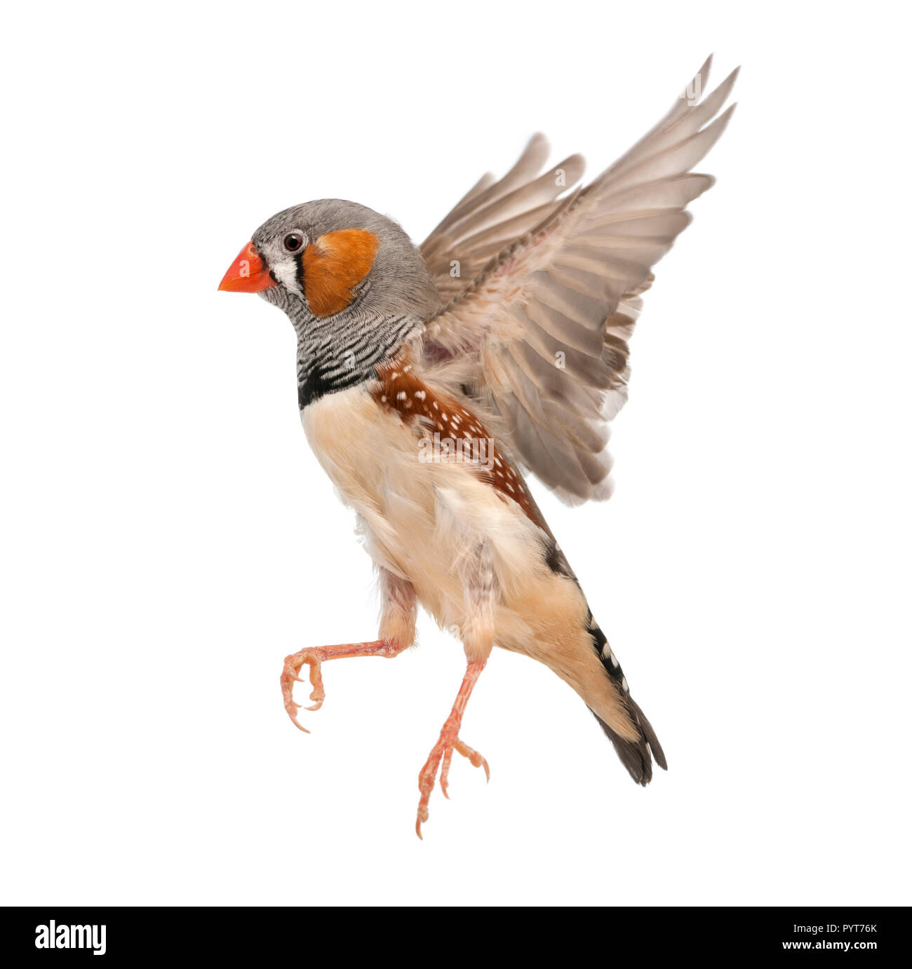 Zebra Finch fliegen, Taeniopygia guttata, vor weißem Hintergrund Stockfoto