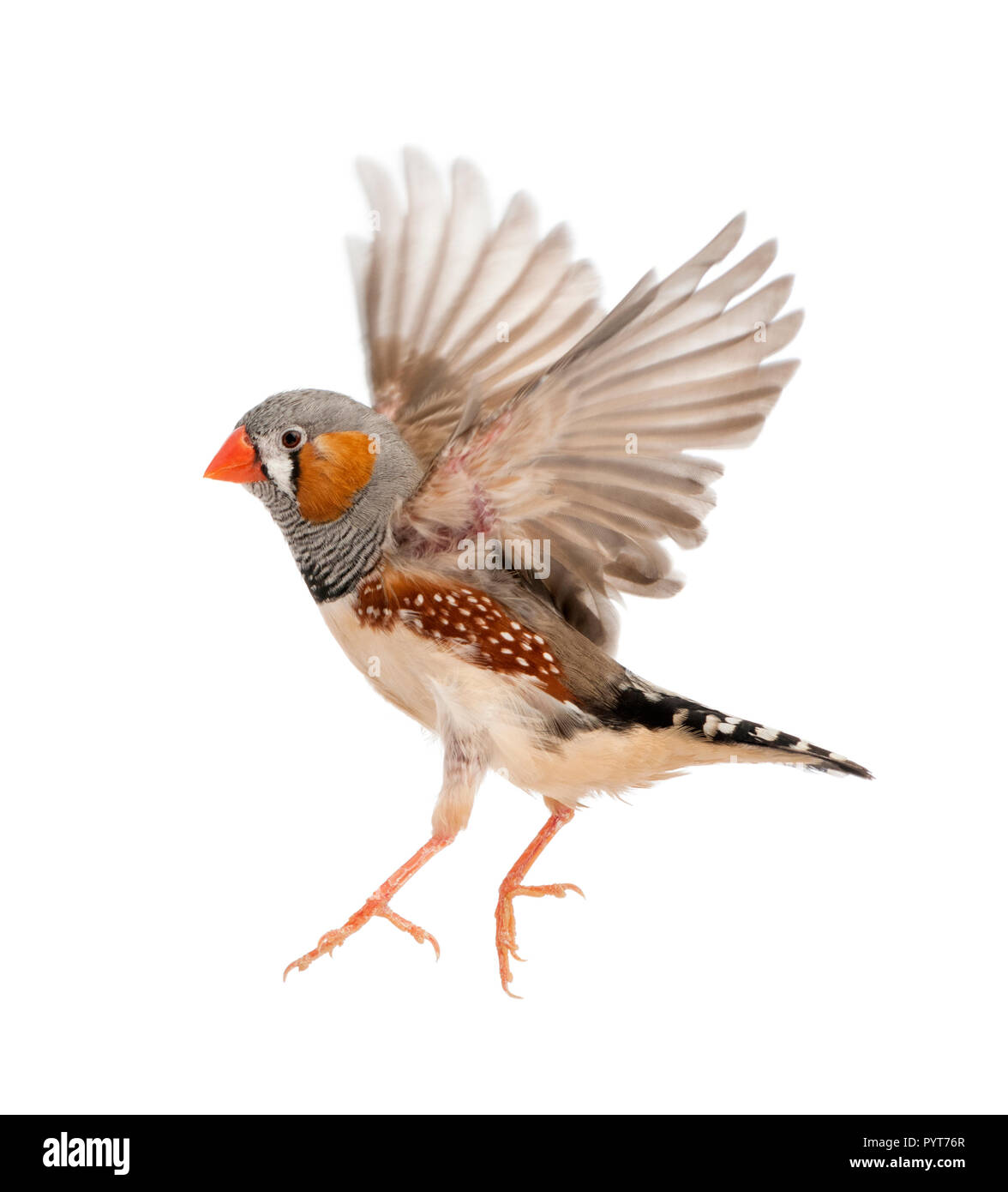 Zebra Finch fliegen, Taeniopygia guttata, vor weißem Hintergrund Stockfoto