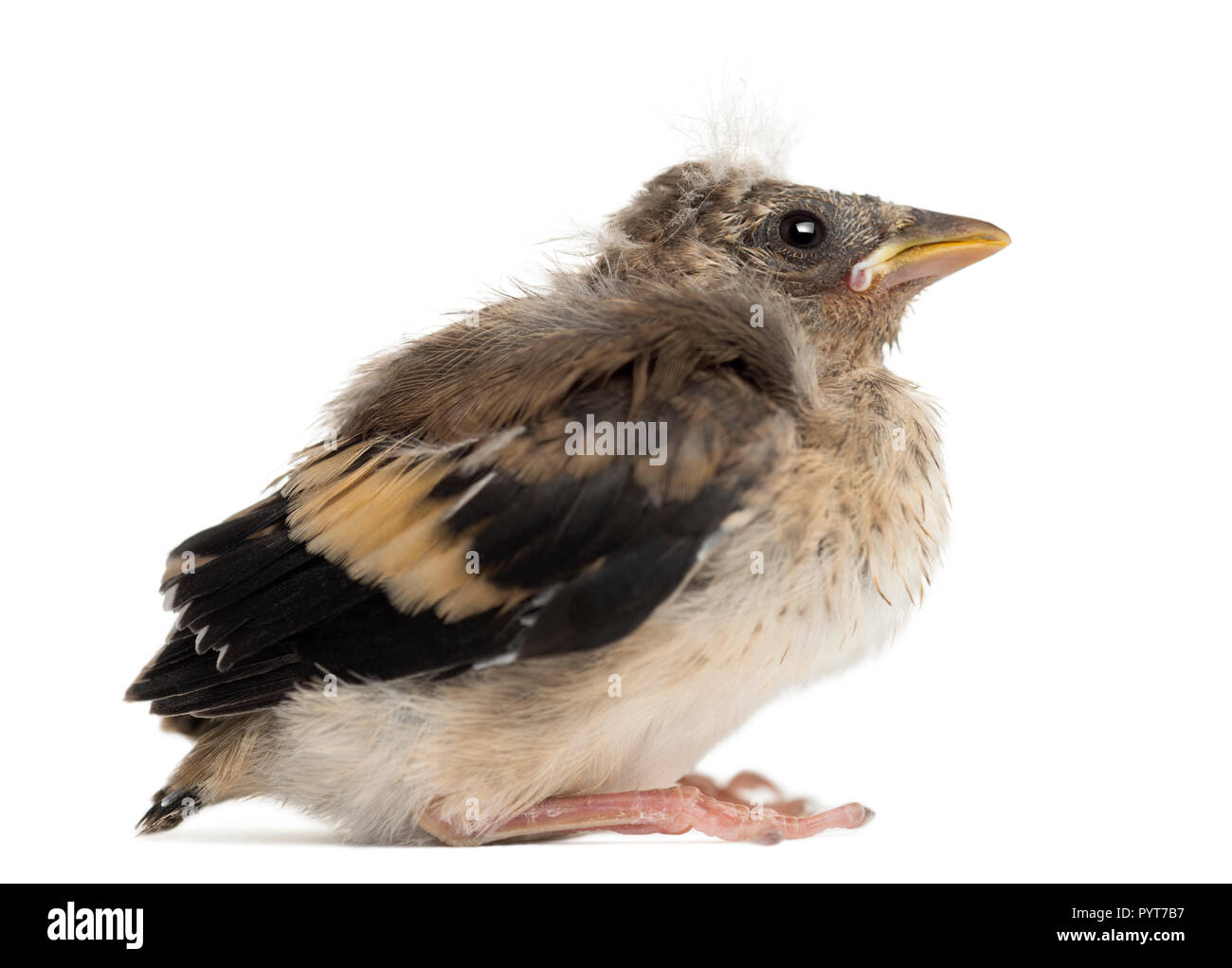 Seitenansicht einer Europäischen Goldfinch Küken, Carduelis carduelis, vor weißem Hintergrund Stockfoto