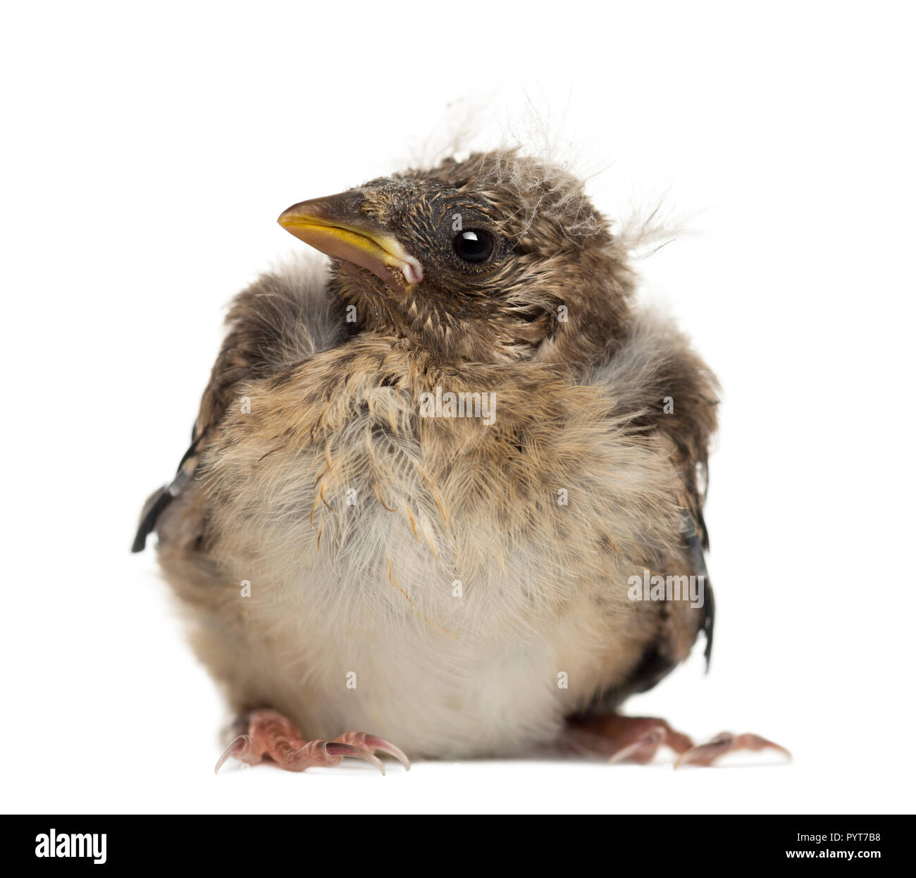 Europäische Goldfinch Küken, Carduelis carduelis, vor weißem Hintergrund Stockfoto