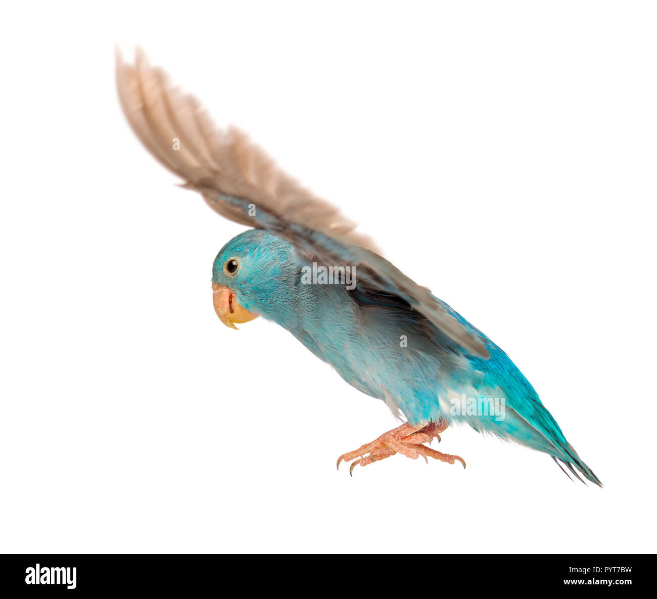 Pacific Parrotlet, Forpus coelestis, Fliegen gegen den weißen Hintergrund Stockfoto