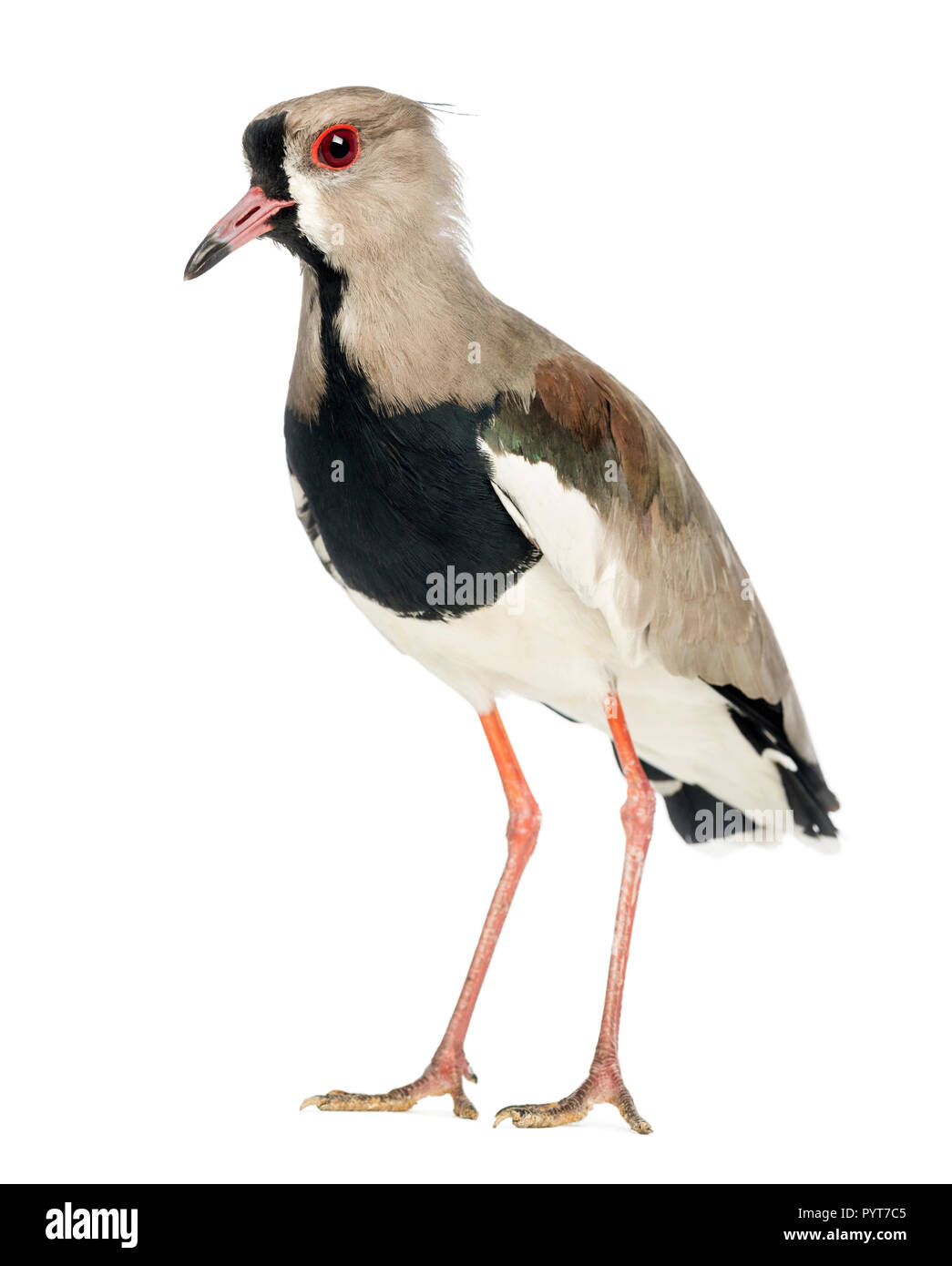 Pied Plover, Vanellus cayanus, auch als die Pied Kiebitz gegen weiße Hintergrund bekannt Stockfoto