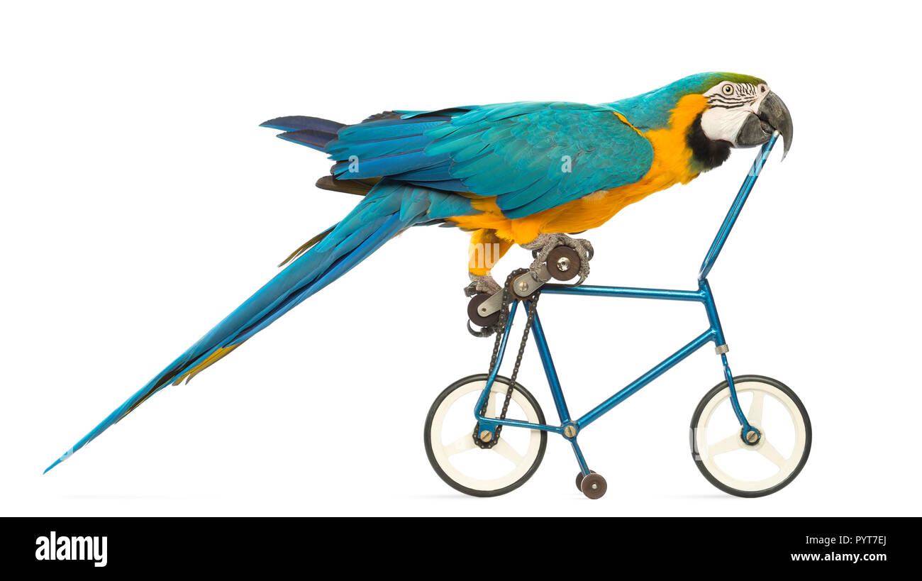 Seitenansicht eines Blau-gelb Macaw, Ara ararauna, 30 Jahre alt, reiten ein blaues Fahrrad vor weißem Hintergrund Stockfoto