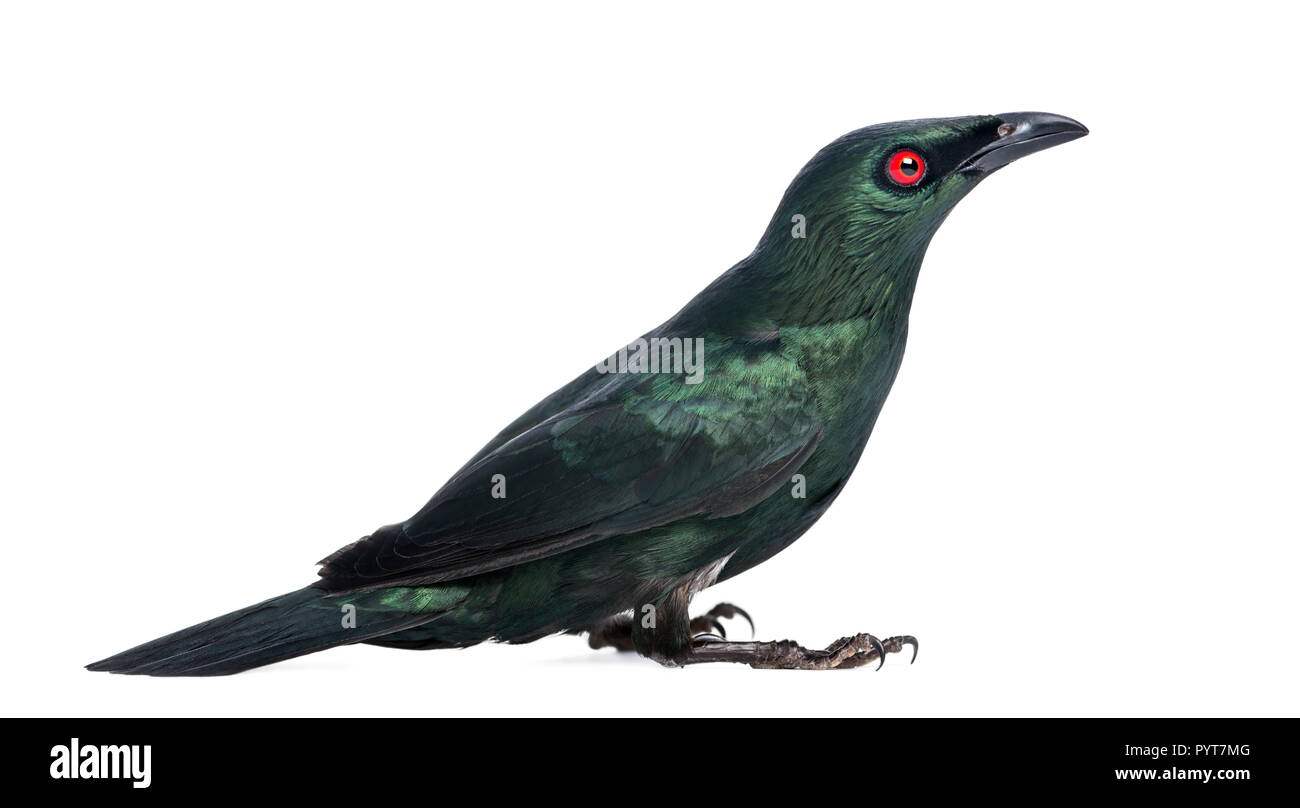 Metallische Starling - aplonis Metallica - auf weißen Isoliert Stockfoto