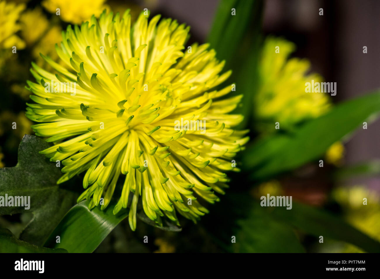 Gelbe Blumen in den dunklen Hintergrund Stockfoto