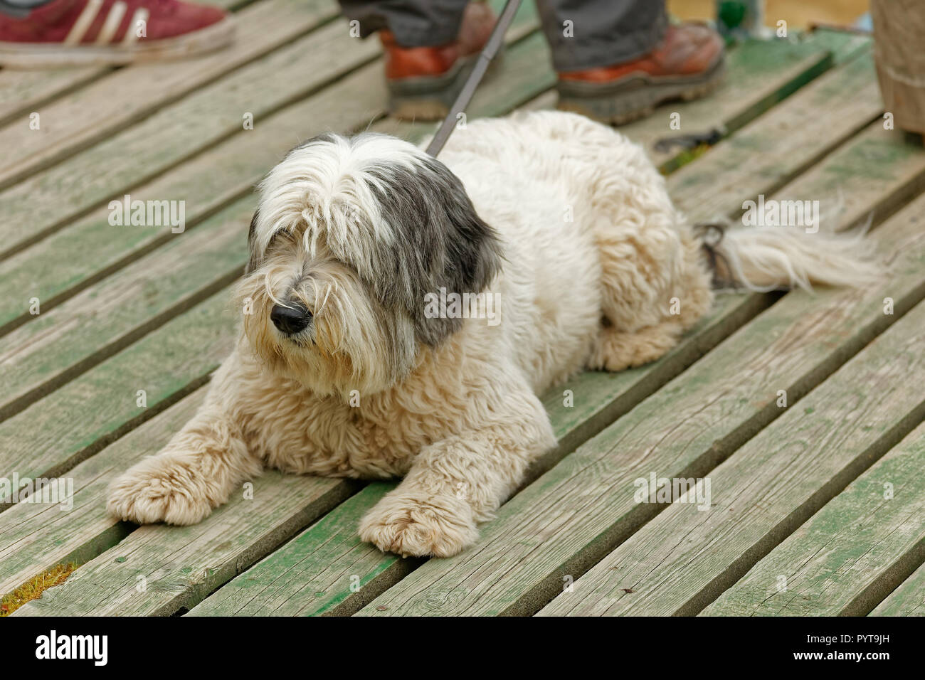 Fort William, Schottland, Vereinigtes Königreich - 2011/06/05: Sapsali Hund  erwartet seine Besitzer in UCI World Cup MTB Downhill in der Nähe von Fort  William Stockfotografie - Alamy