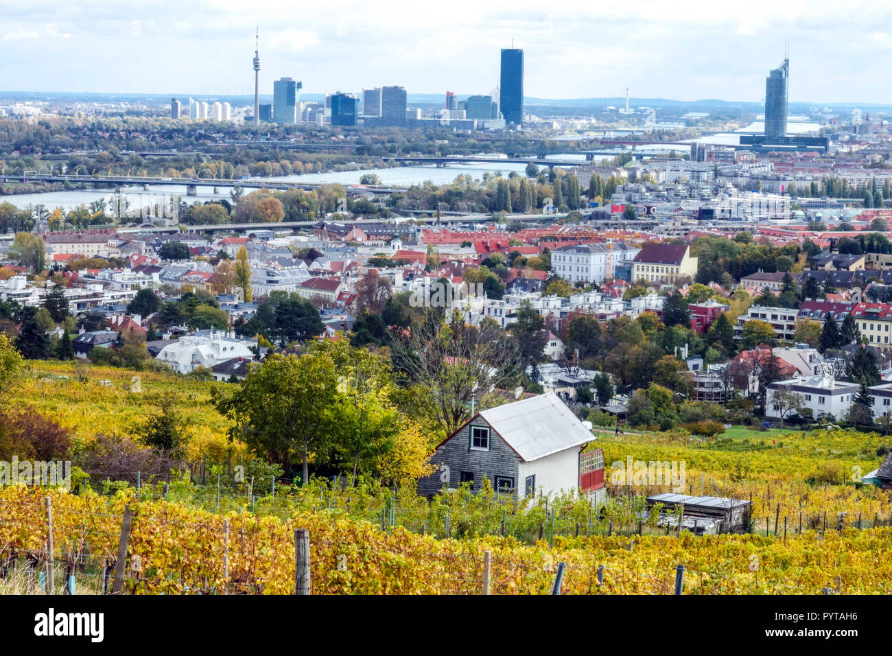 Wiener Weinberge, Herbstweinberg, Kahlenberg über dem Stadtteil Nussdorf, Niederösterreich, Donau-City Hintergrund Wien, Wein Stockfoto