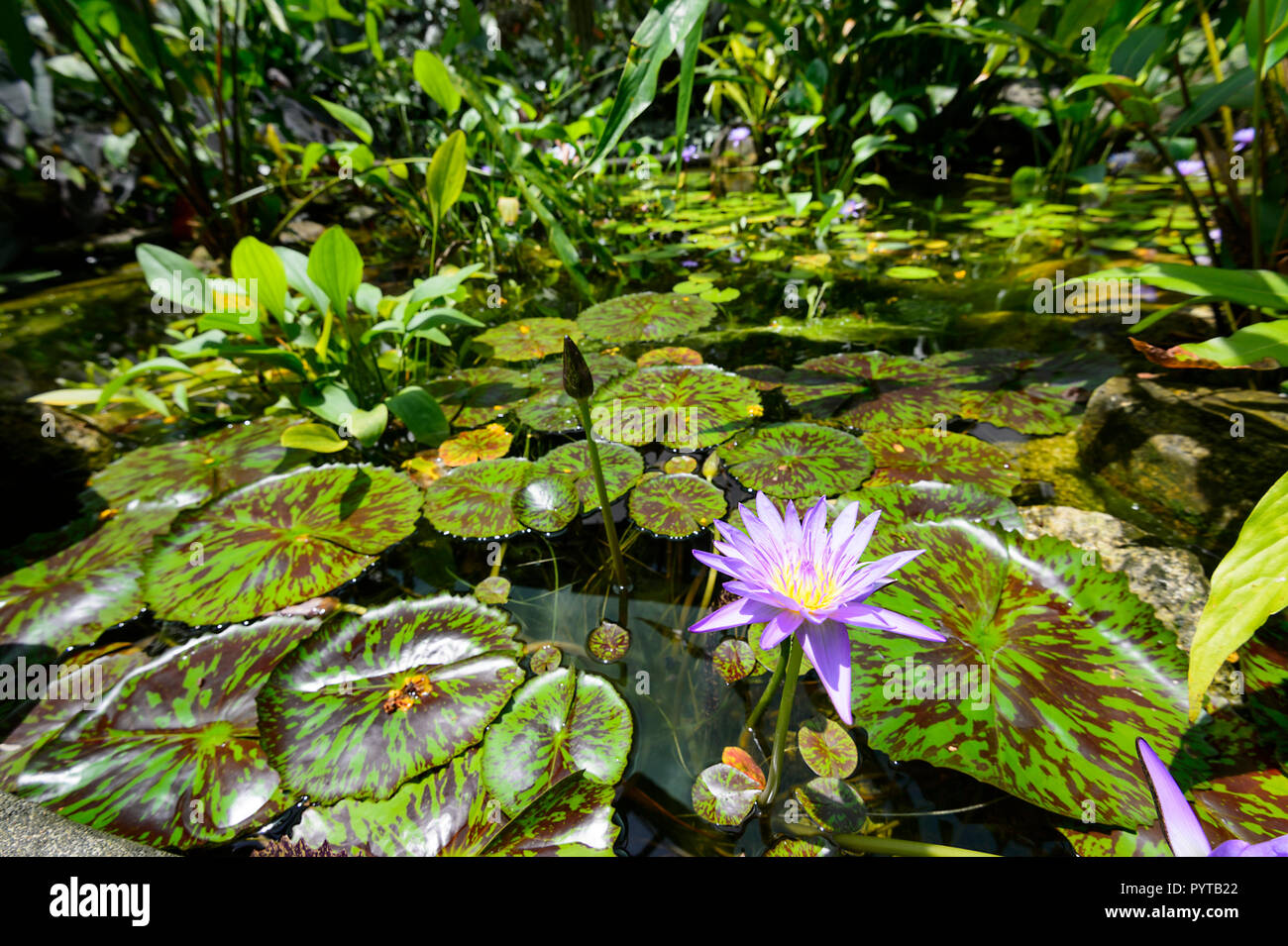 Schönen lila Seerose am Watkins Munro Martin Wintergarten, Flecker Botanical Gardens, Cairns, Far North Queensland, FNQ, QLD, Australien Stockfoto