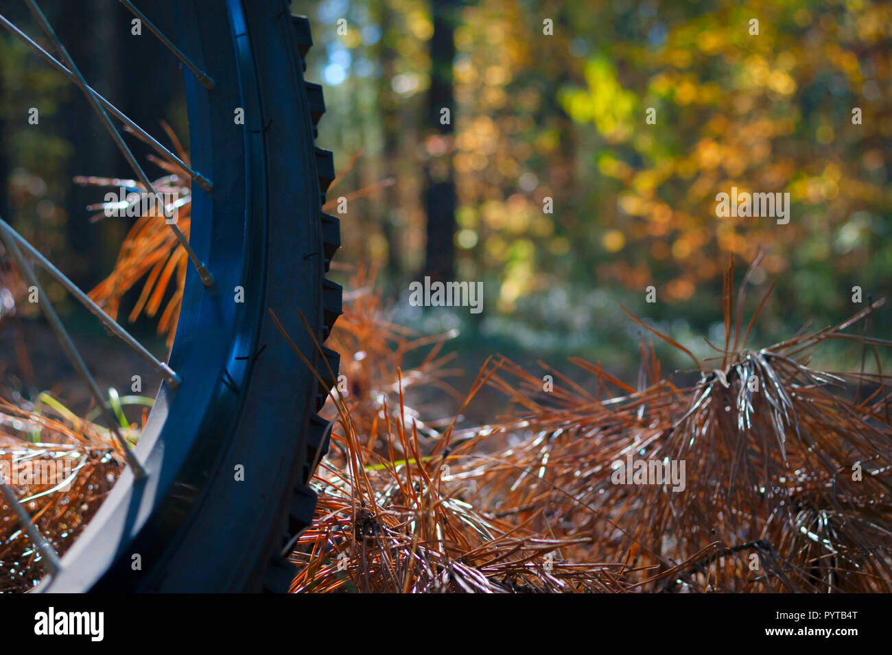 Fahrrad Rad auf Orange Tannennadeln Im Wald mit verschwommenen hellen Blätter im Herbst. Stockfoto