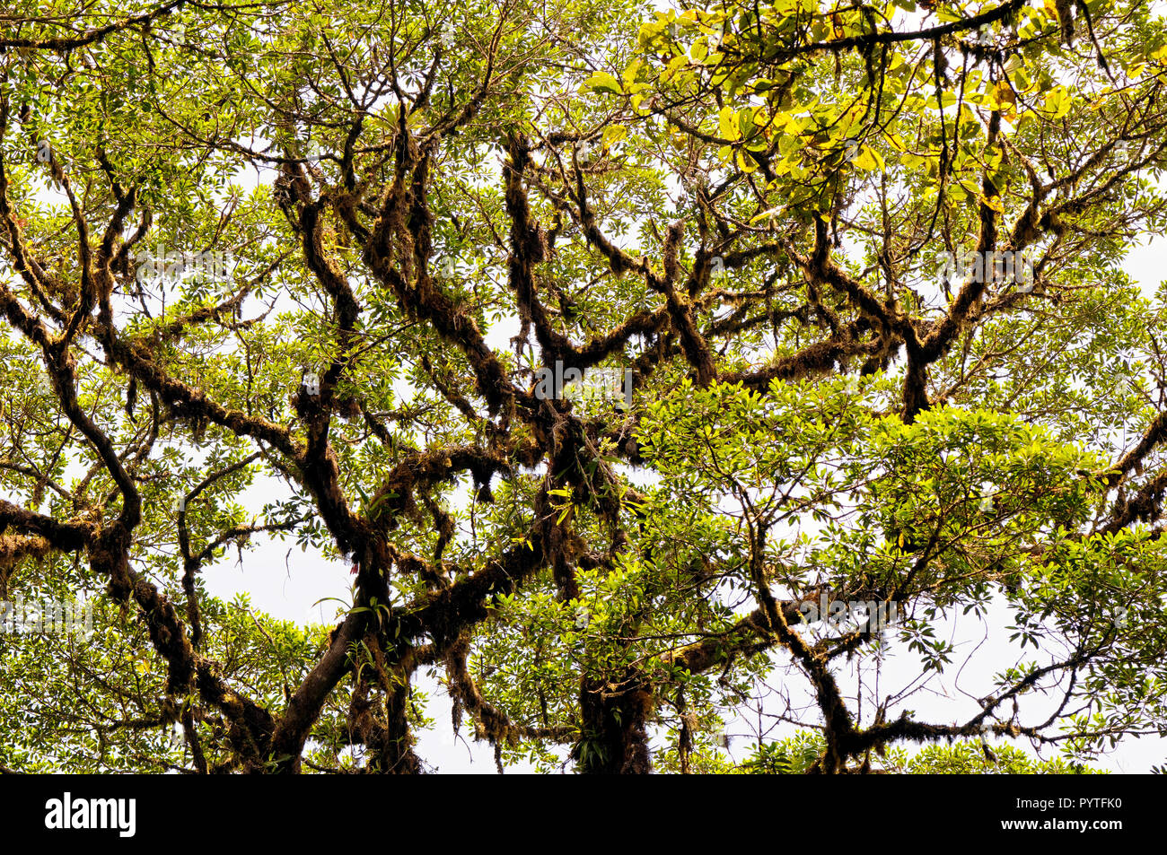 Die Krone einer beherrschenden tropischer Baum mit Flechten und Epiphyten (Costa Rica, Monteverde). Stockfoto