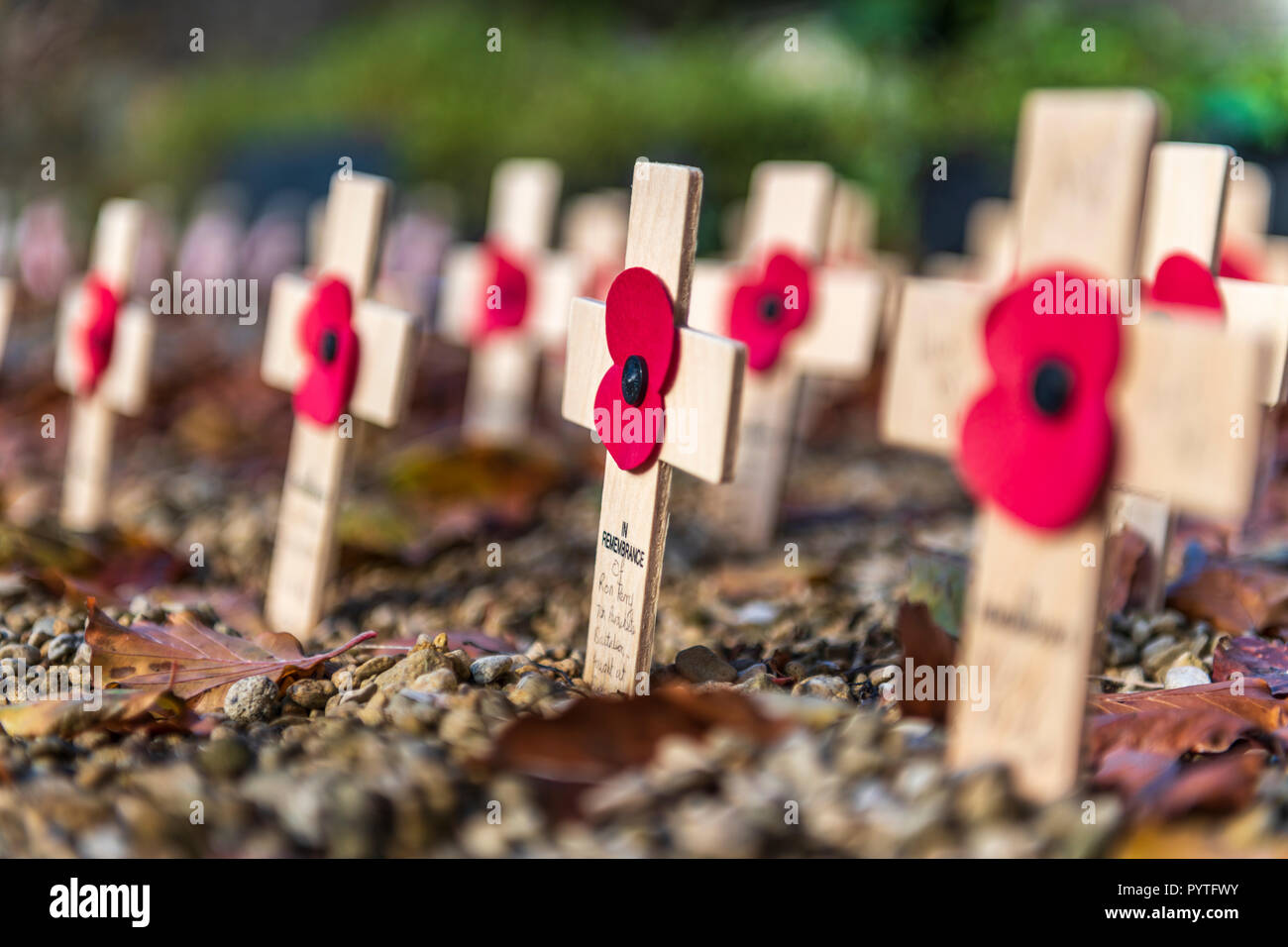Ein kleines Grundstück auf dem Friedhof in Cirencester Pfarrkirche ist mit Erinnerung kreuzt vor der Armistice Day gesäumt. Stockfoto
