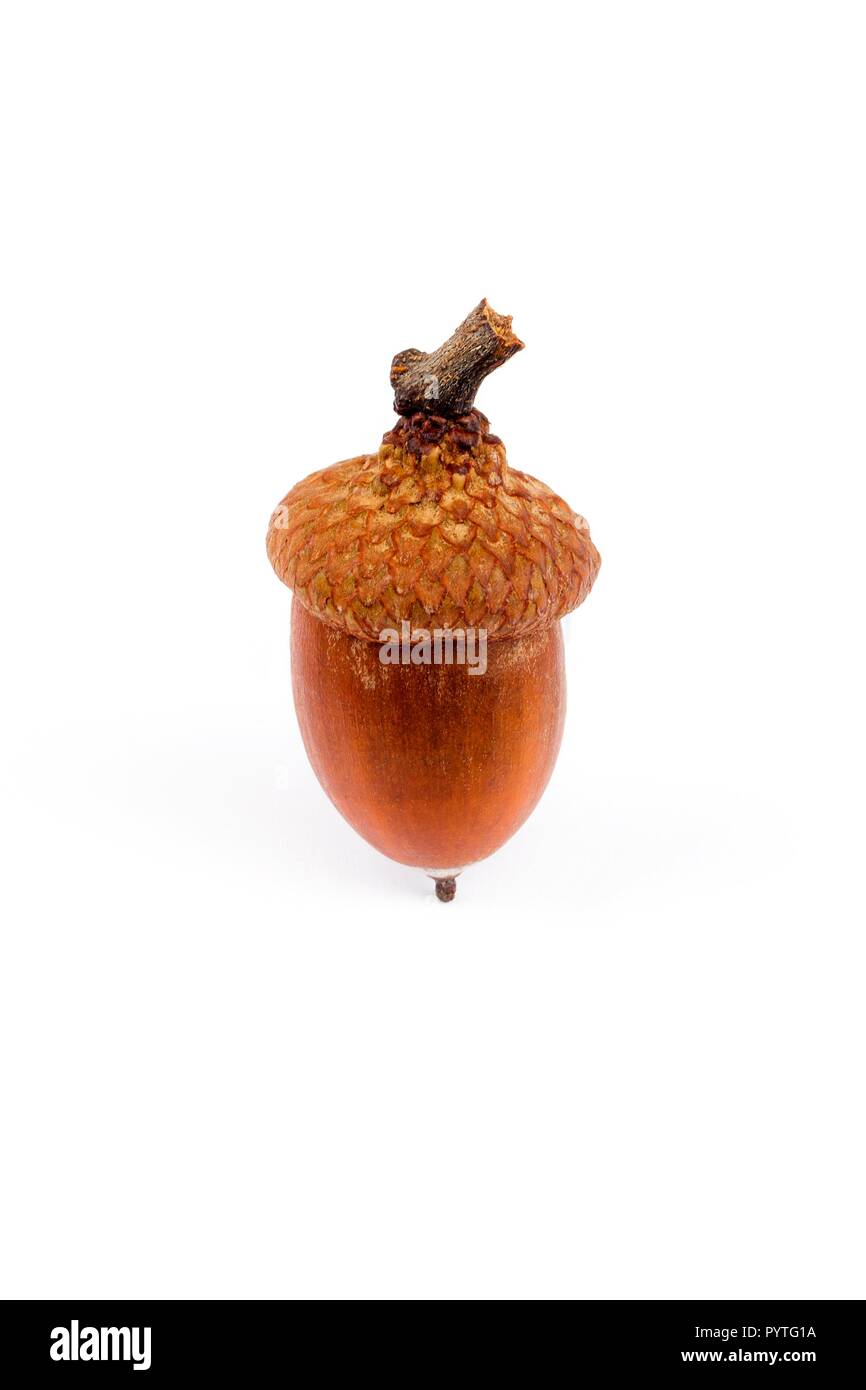 Acorn auf weißem Hintergrund Stockfoto