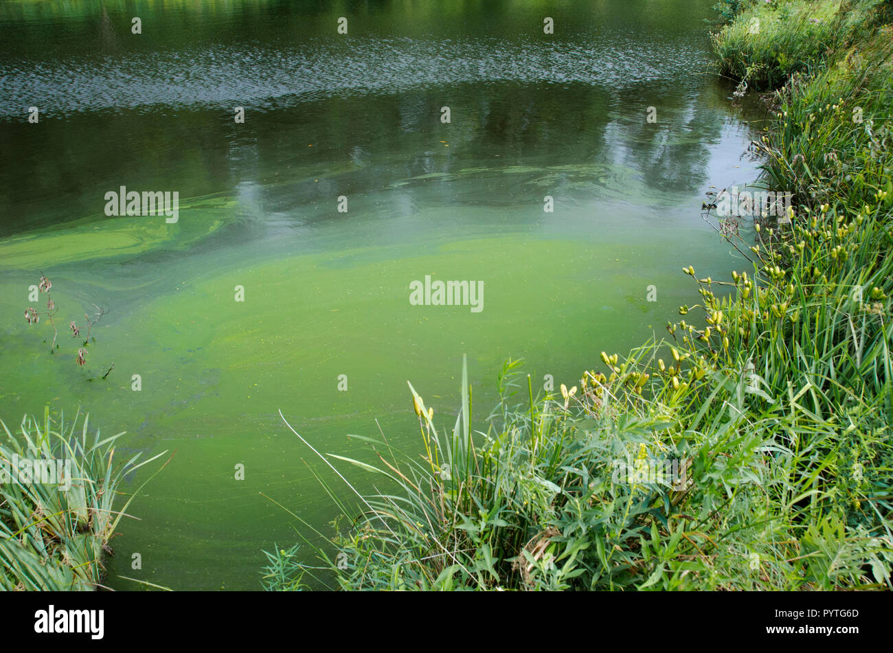 Algen im teich Fotos und Bildmaterial in hoher Auflösung Alamy