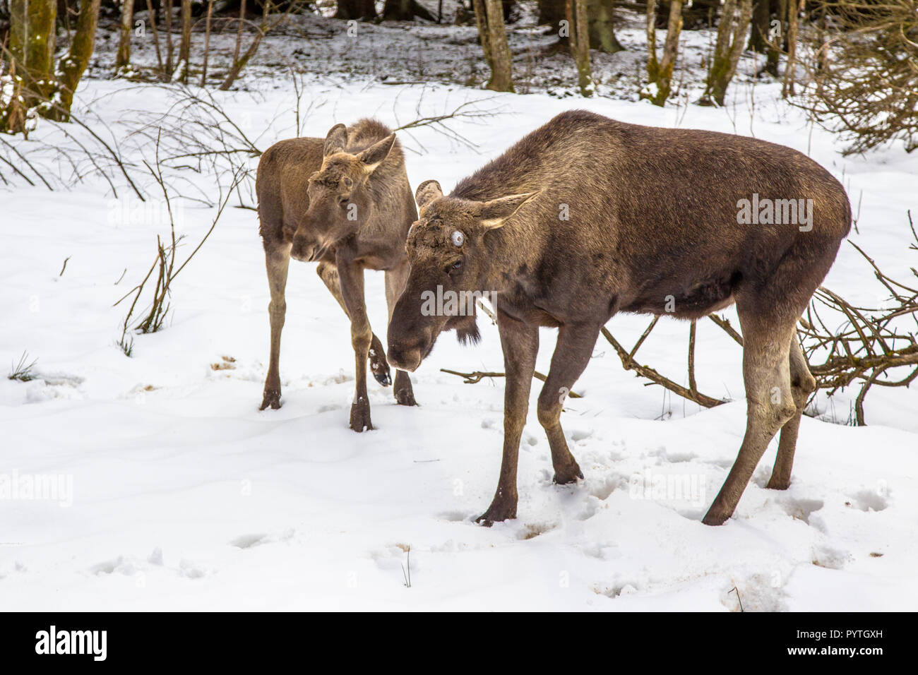 Die Elche (Nordamerika) oder Elch (Eurasien), Alces alces, ist die größte rezenten Arten in der Hirsch Familie. Mutter und Kalb im Winter einstellen Stockfoto