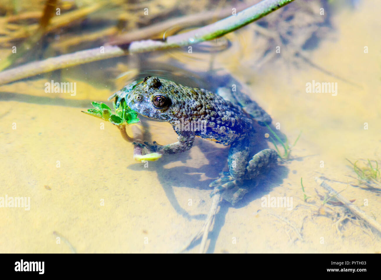 Nahaufnahme der Gelbbauchunke (Bombina variegata) in ihrem natürlichen Lebensraum. Stockfoto