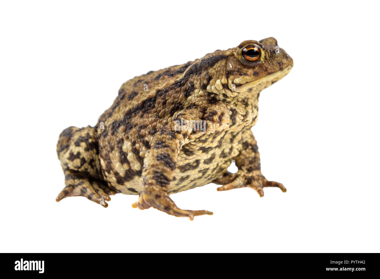Europäische Erdkröte (Bufo bufo) auf weißem Hintergrund Stockfoto