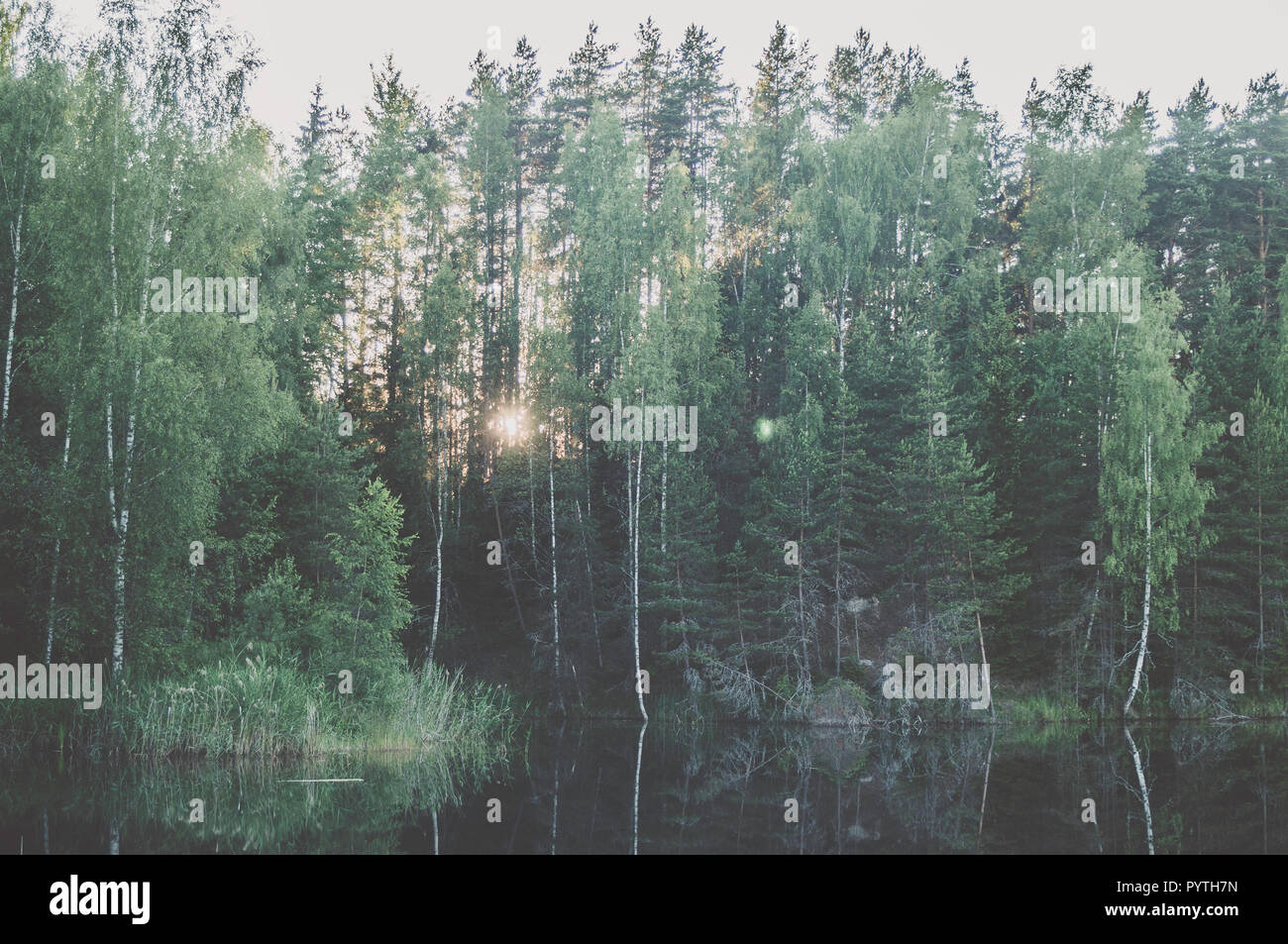 Grüne Landschaft mit grünen Bäumen und Reflexion im Wasser. Sommer. Stockfoto