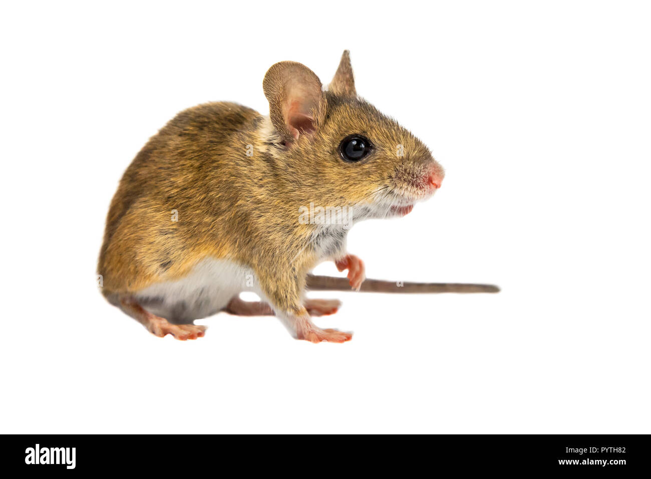 Erstaunt Holz Maus (APODEMUS SYLVATICUS) mit niedlichen braunen Augen schauen neugierig in die Kamera auf weißem Hintergrund Stockfoto