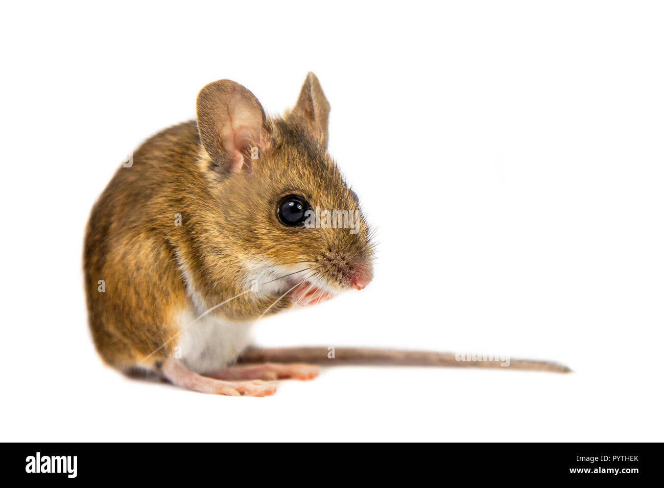 Erwägend Holz Maus (APODEMUS SYLVATICUS) meditieren geduldig auf die Hinterbeine und schaut in die Kamera auf weißem Hintergrund Stockfoto
