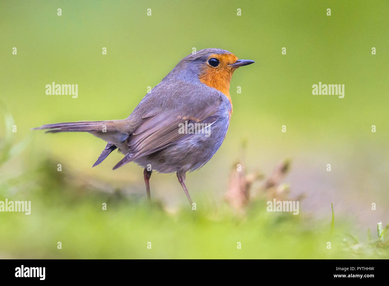 Red Robin (Erithacus Rubecula) auf Nahrungssuche im Gras auf einem Hinterhof in Stadt Umgebung Stockfoto