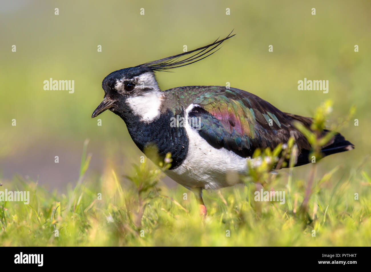 Northern Kiebitz (Vanellus vanellus) Männliche durch Grünland Lebensraum kriechen mit Wind in Crest. Sonne macht Iridiscent Farben auf seinen Vogel sichtbar Stockfoto