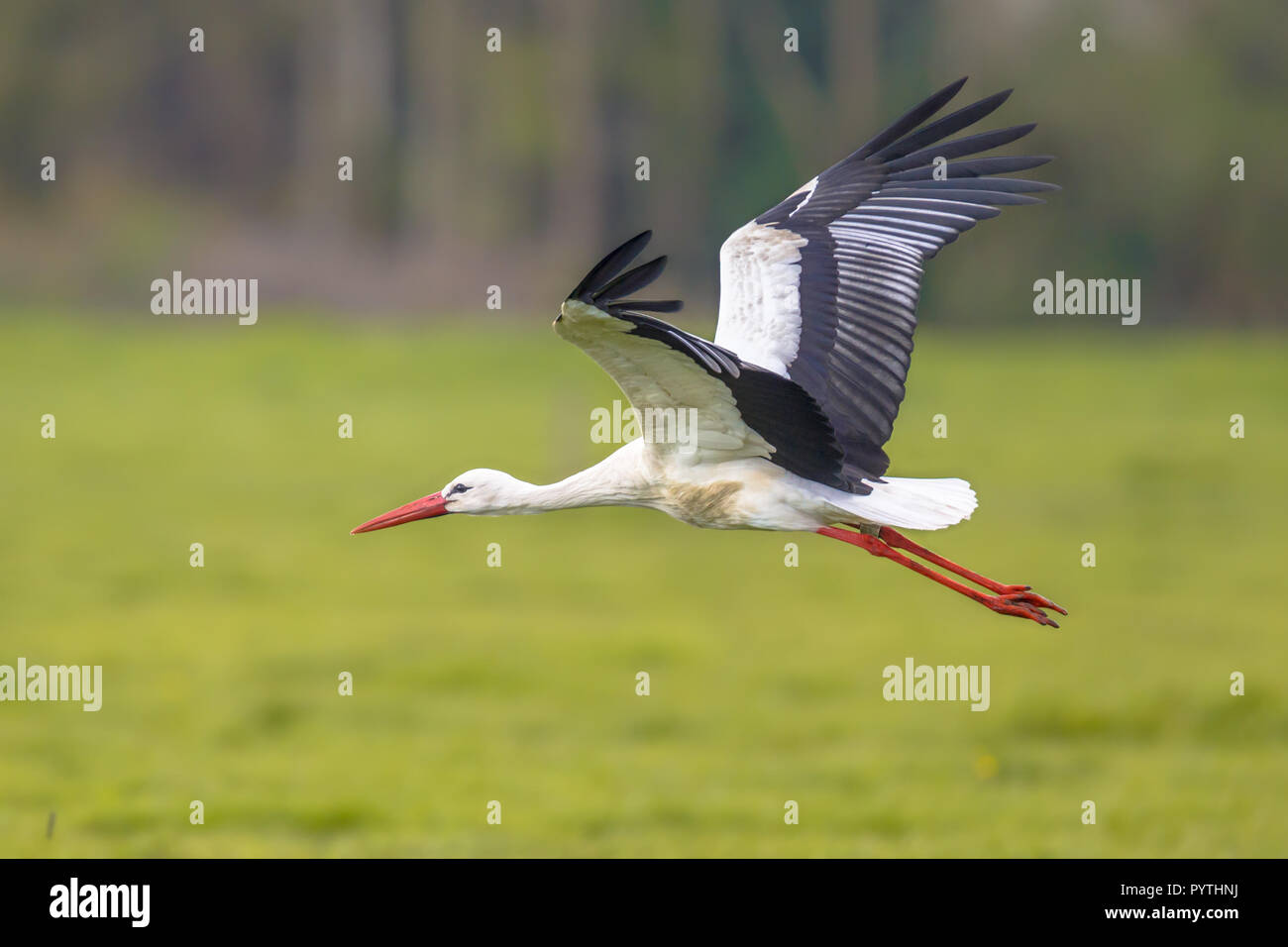 Fliegender Storch (Ciconia ciconia) Abflug von der grünen Wiese Stockfoto