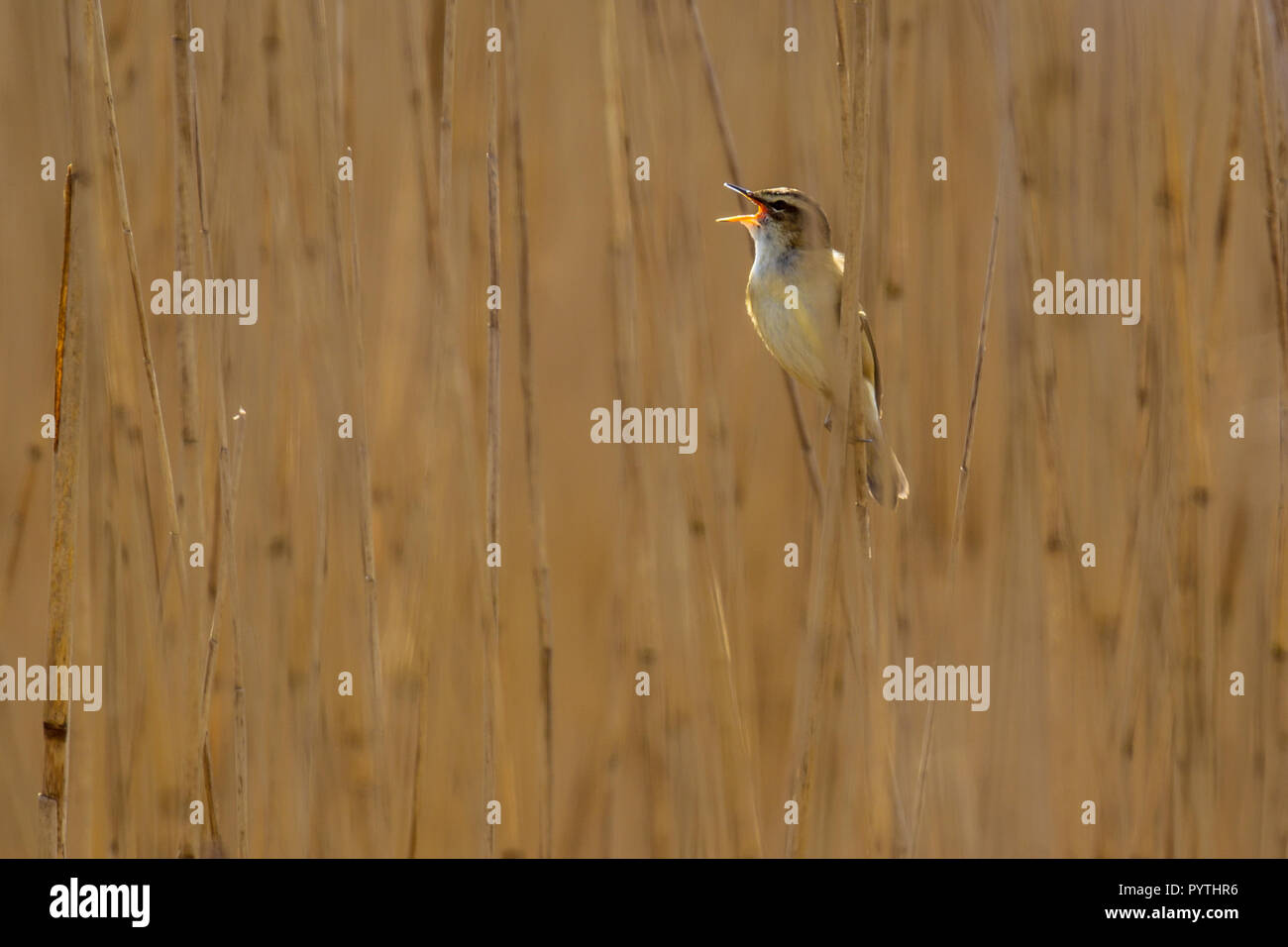 Singen Schilfrohrsänger (Acrocephalus schoenobaenus) in Schilf Sumpf Lebensraum. Es ist eine mittelgrosse wandernden Warbler mit einem braunen, gestreifte und Flügel Stockfoto