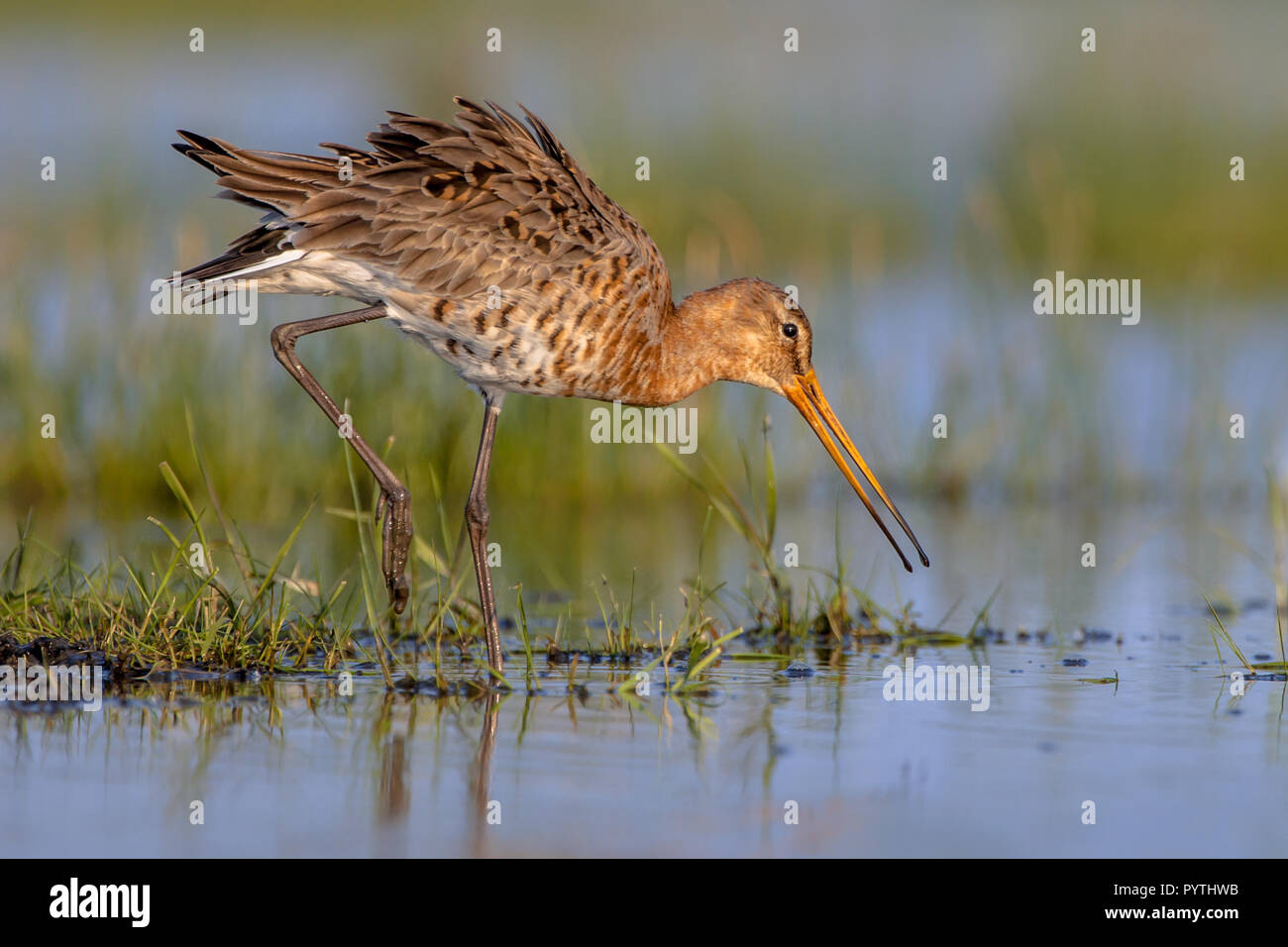 Uferschnepfe (Limosa limosa) Wandern im flachen Wasser der Feuchtgebiete. Dies ist einer der wader Vogel Zielarten in niederländisch Naturschutz Proje Stockfoto